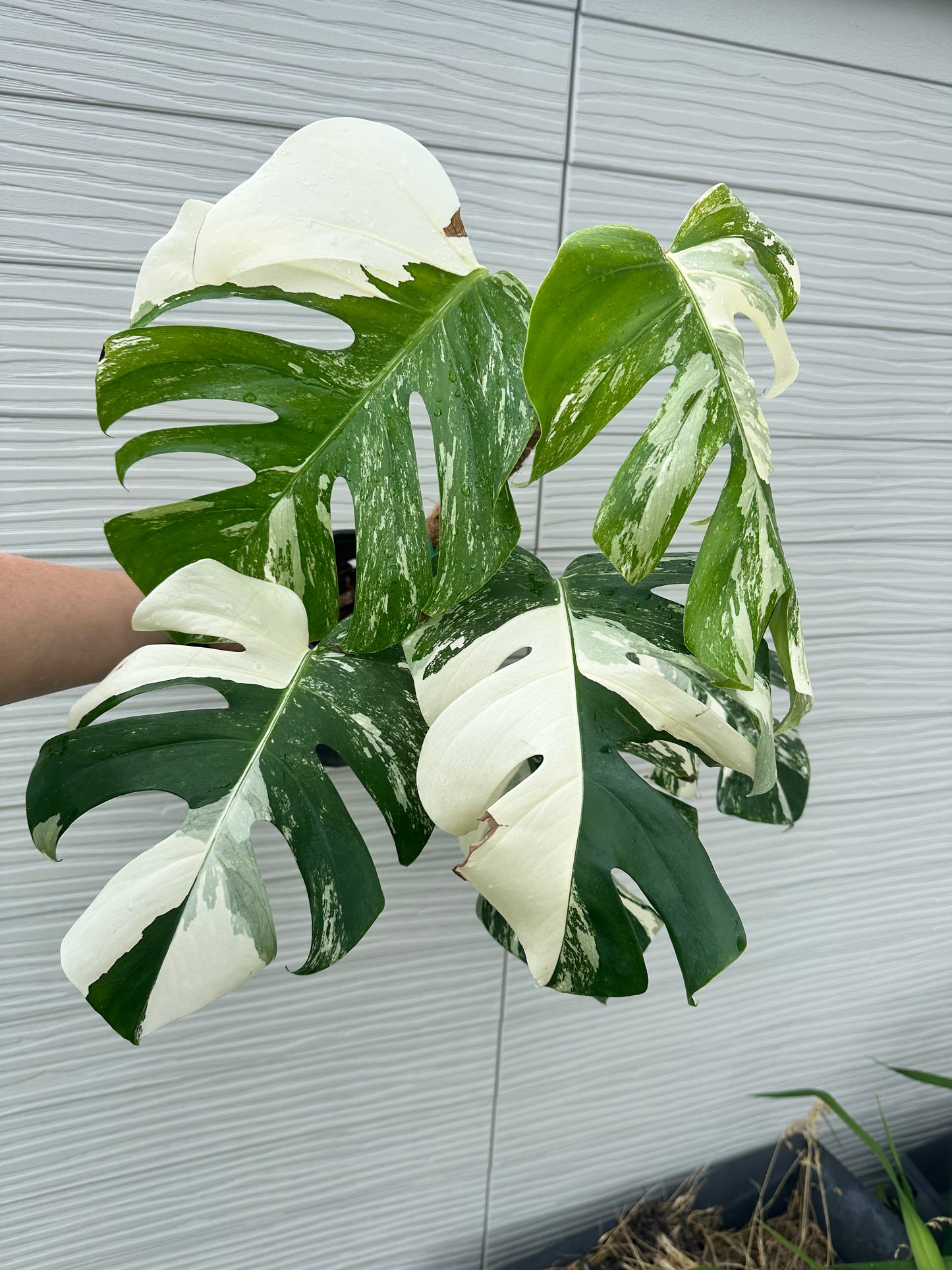 Monstera Deliciosa Albo Variegated- 6 inch