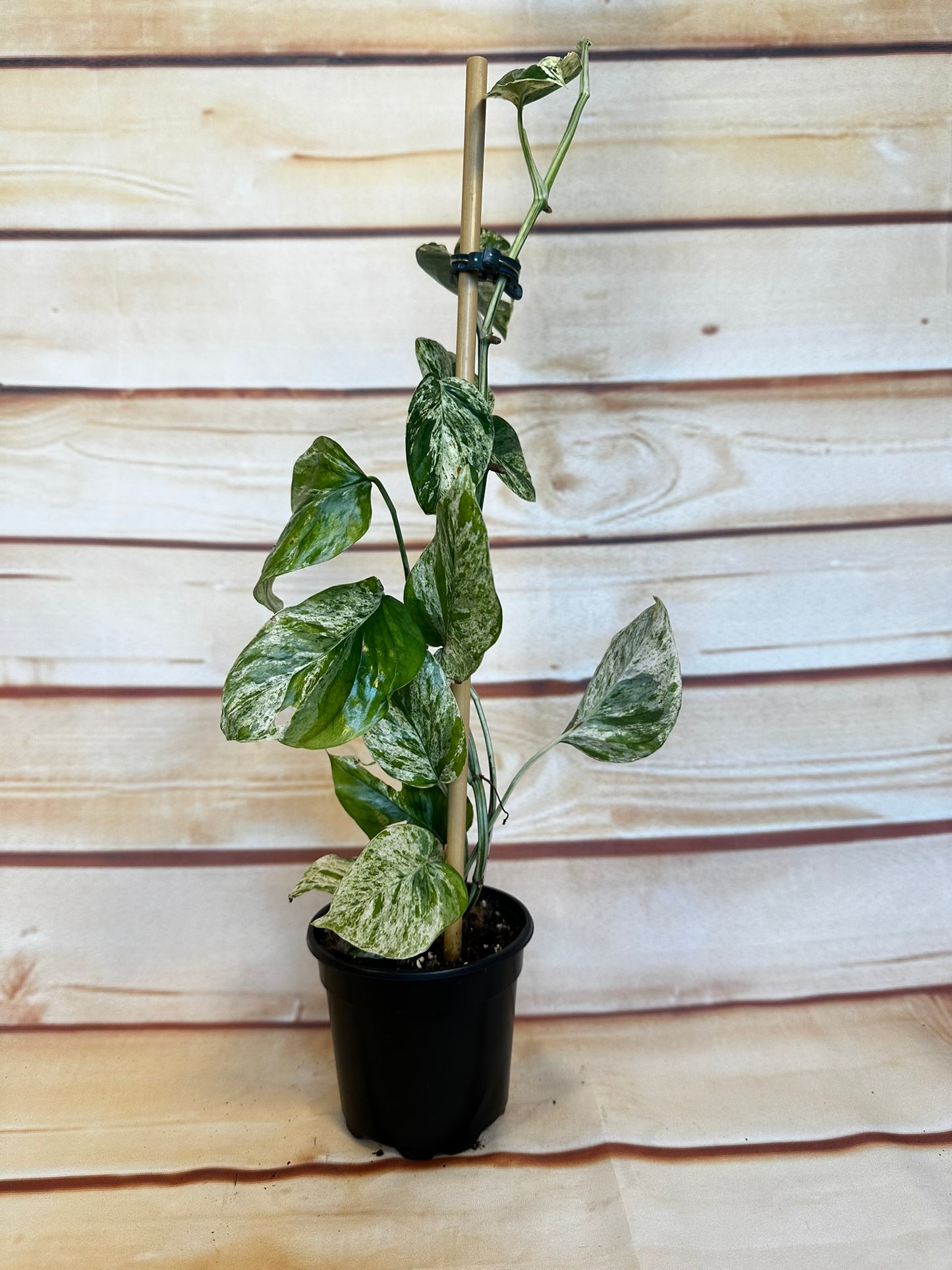 Epipremnum Marble - 4 inch