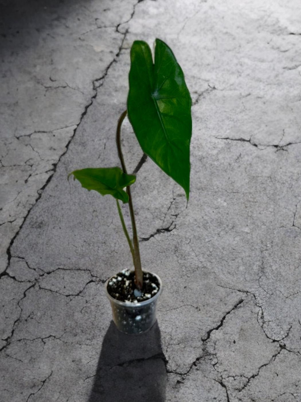 Alocasia Sumo - 3 inch starter
