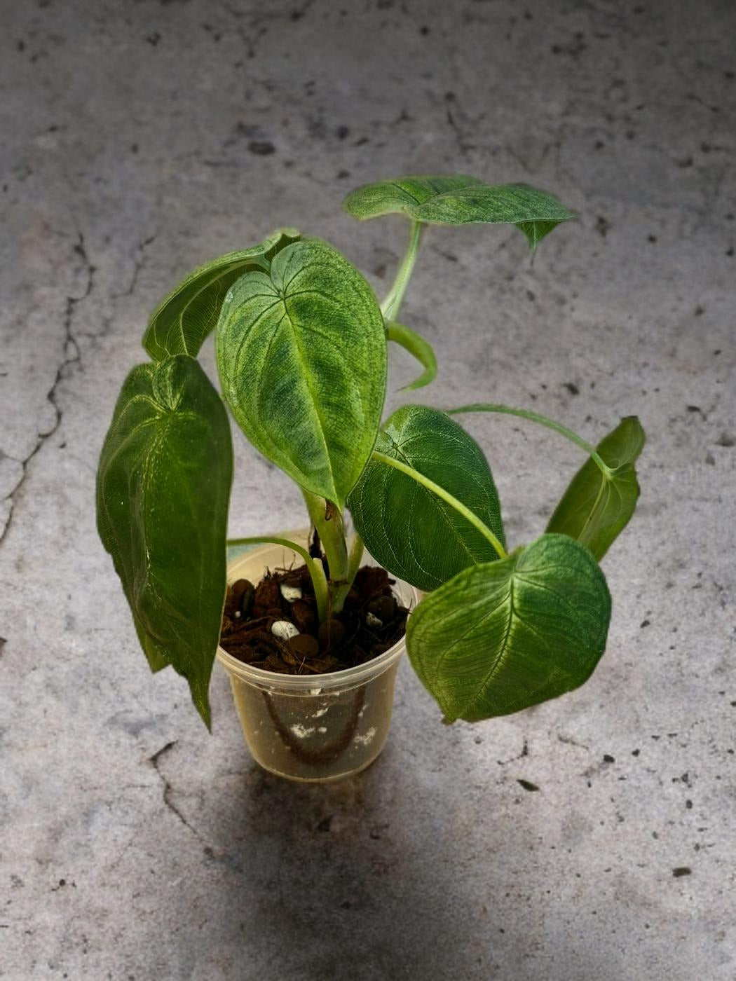 Syngonium Ice Frost- 4 inch