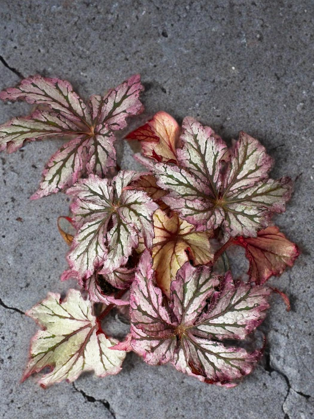 Begonia Benitochiba (Rex)- 4 inch