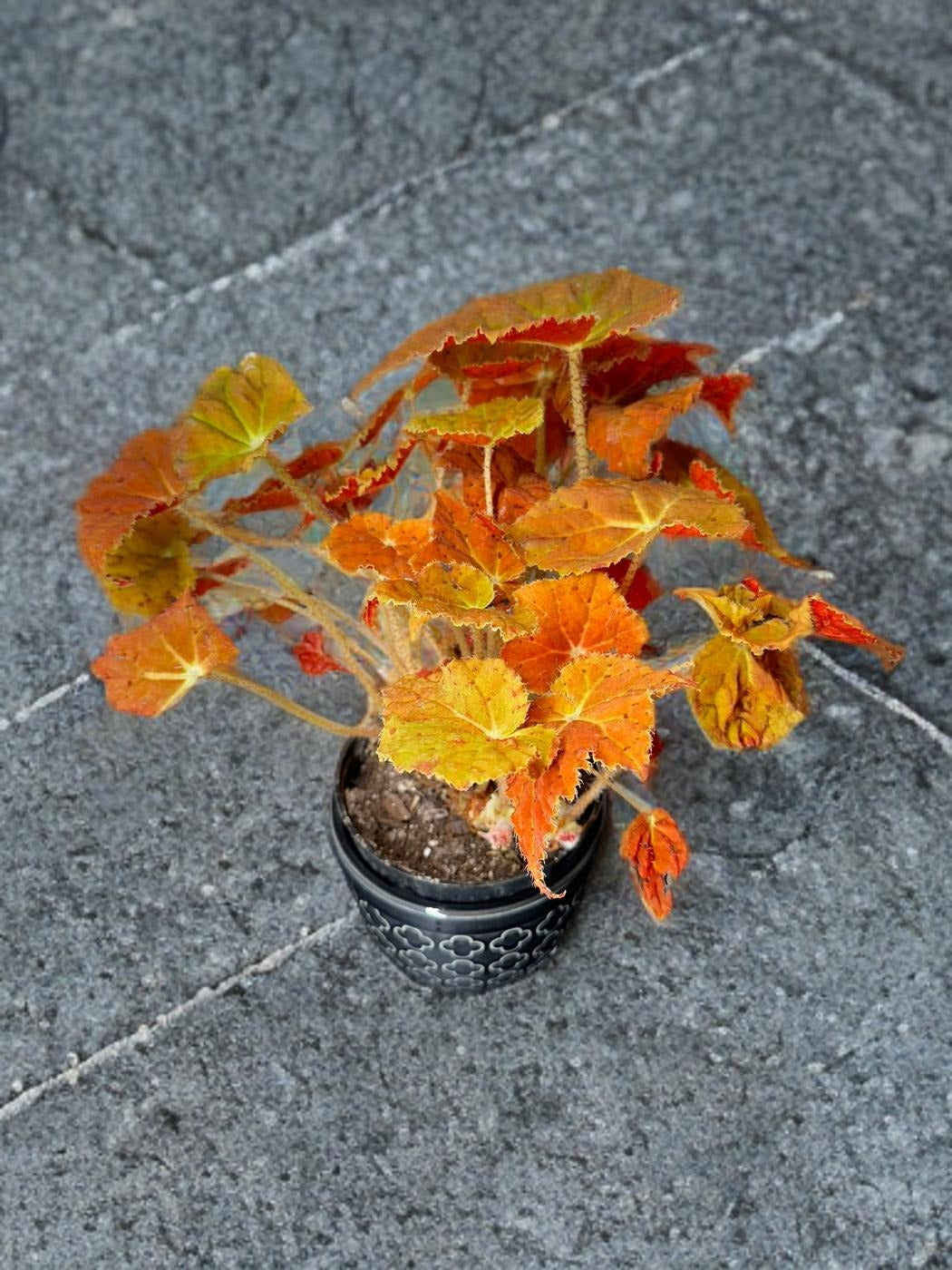 Begonia Autumn Ember - 4 inch