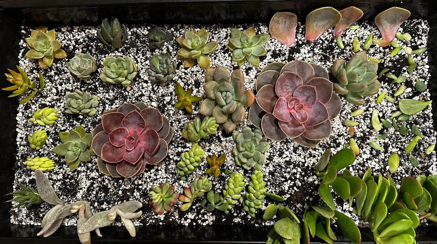 Succulent Mystery Box