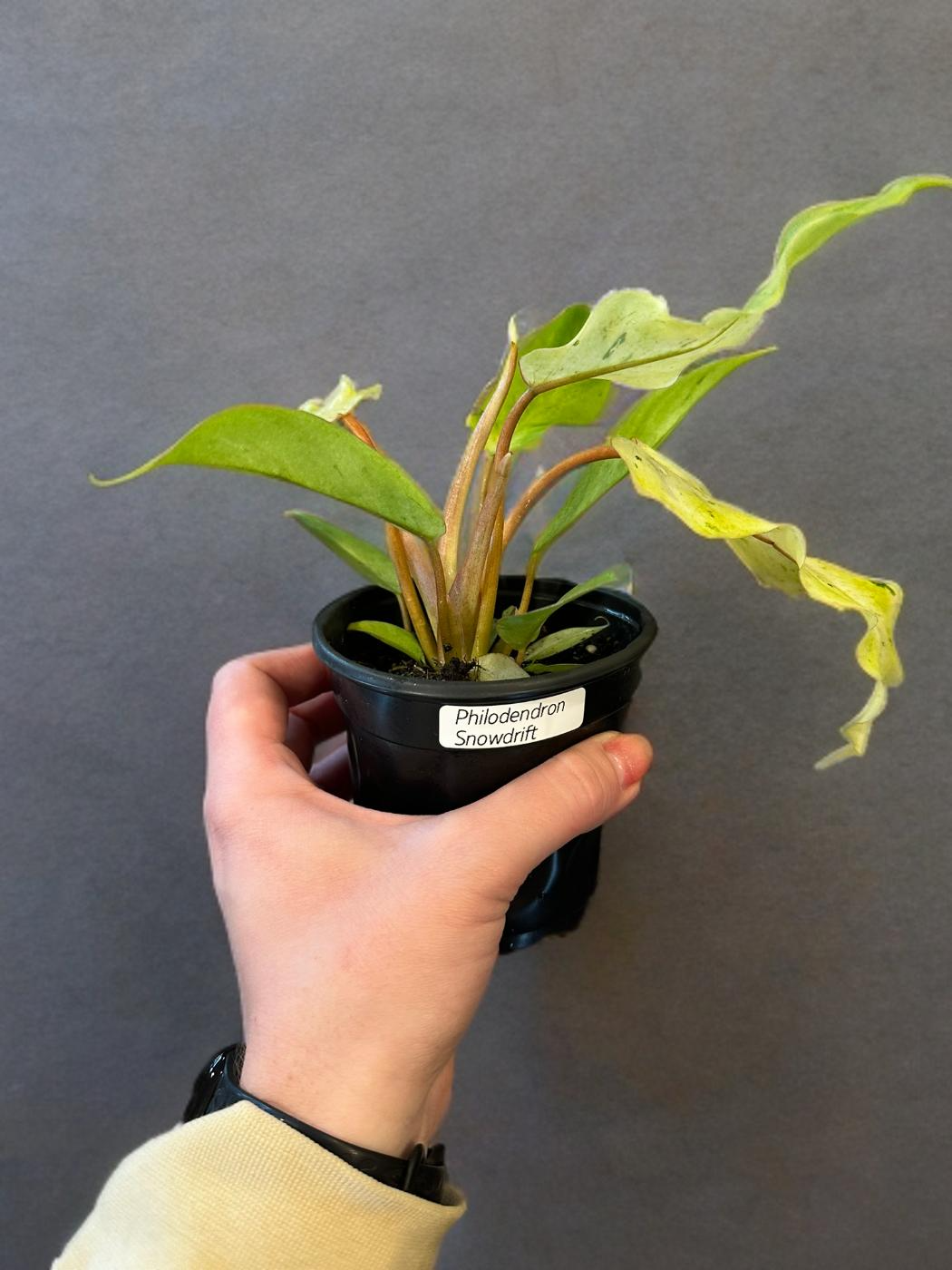 Philodendron Snowdrift - 4 inch