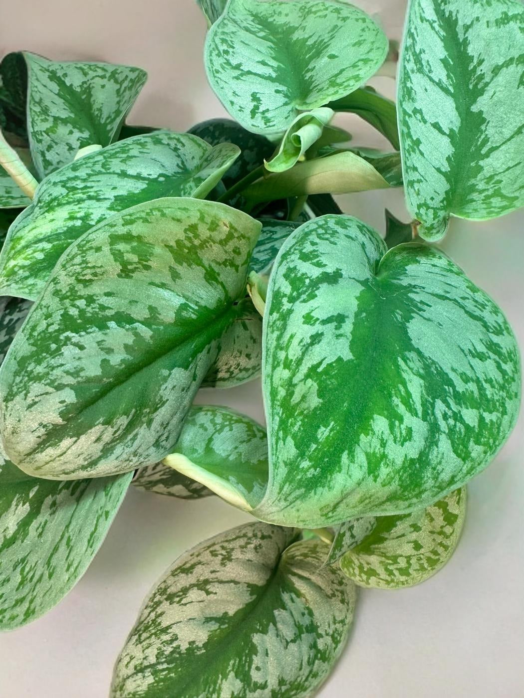 Scindapsus - 6 inch