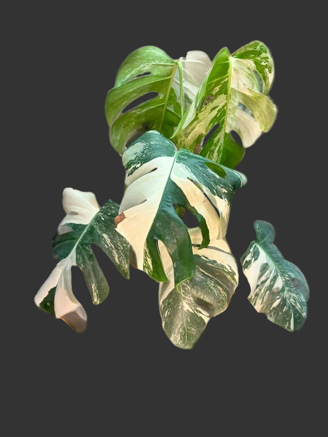 Monstera Deliciosa Albo Variegated- 6 inch