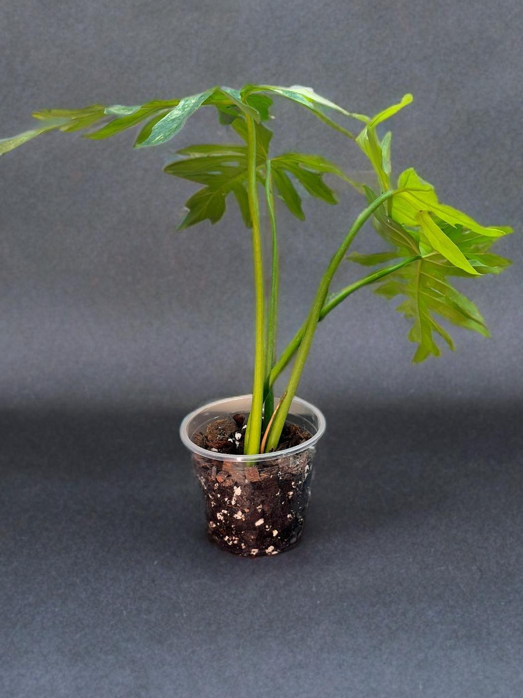 Philodendron Radiatum Variegated- 6 inch