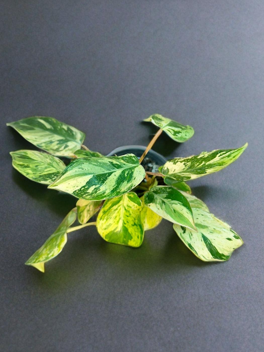 Philodendron Emerald Queen - 4 inch