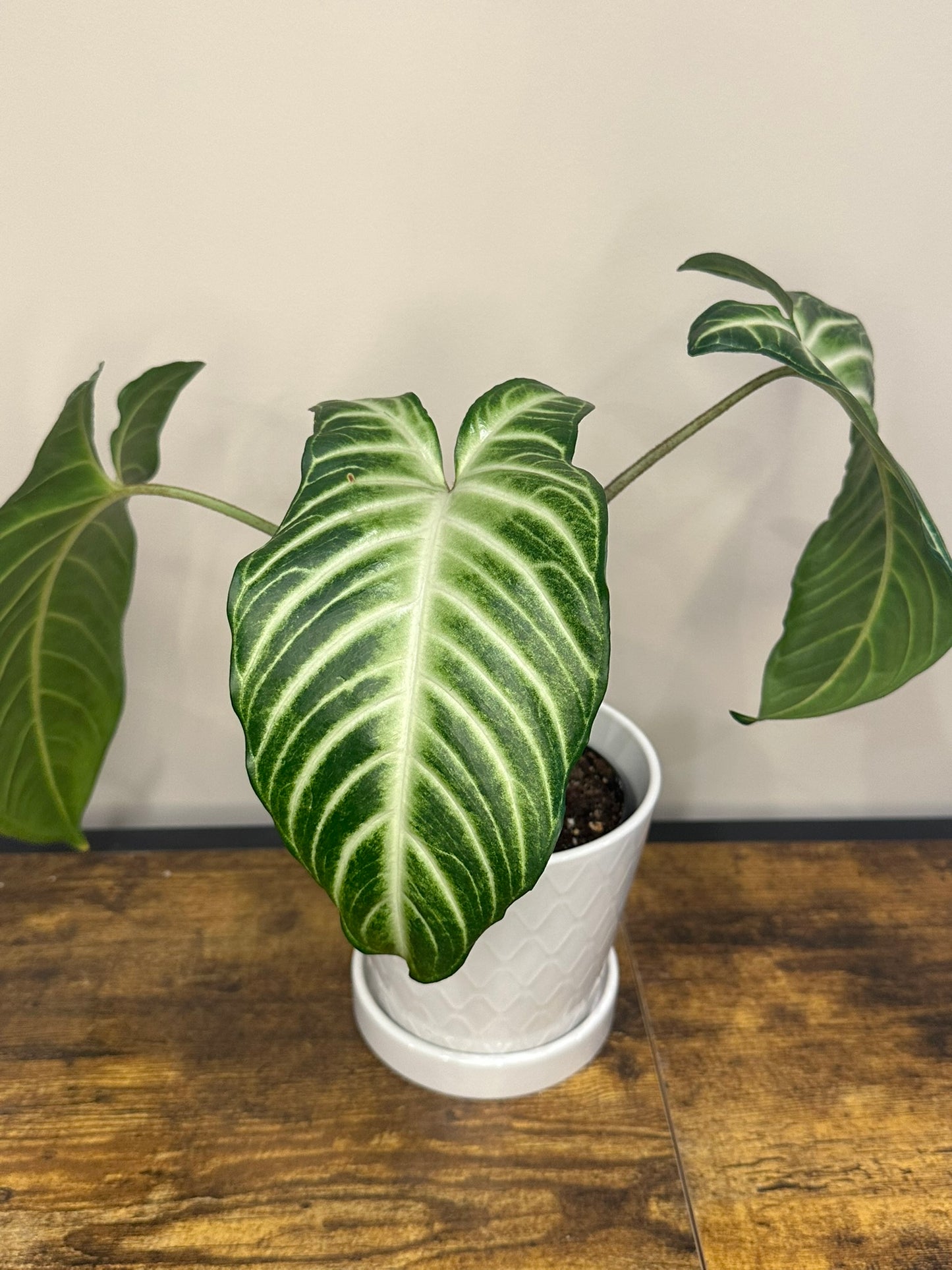 Xanthosoma Lindenii - 4 inch