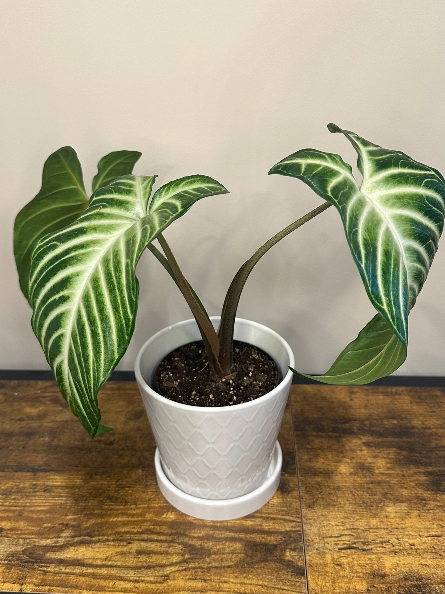 Xanthosoma Lindenii - 4 inch