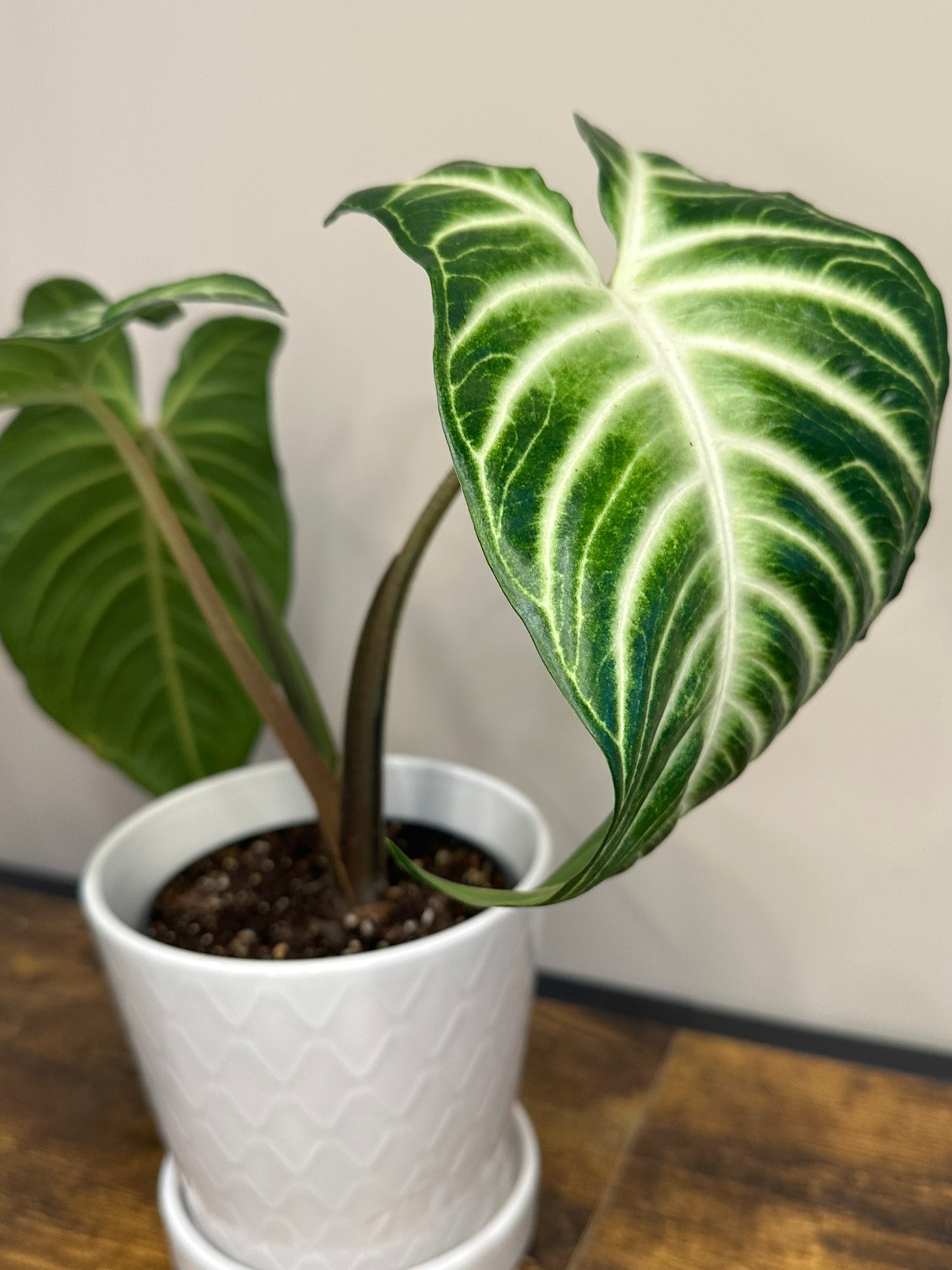 Xanthosoma Lindenii - 4 inch