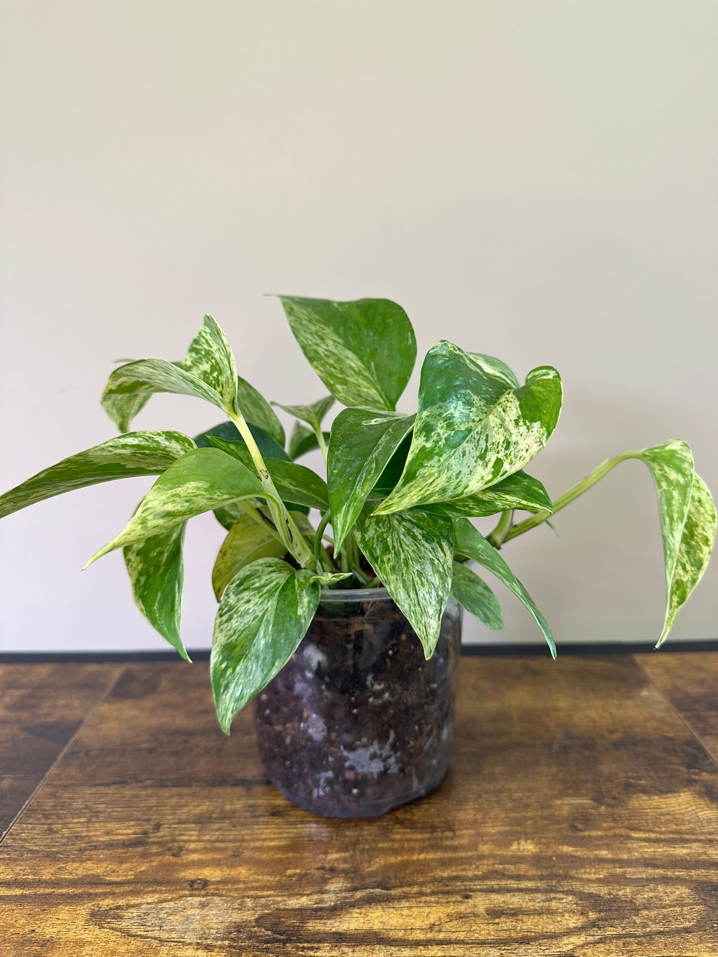 Marble Queen Pothos- 3 inch