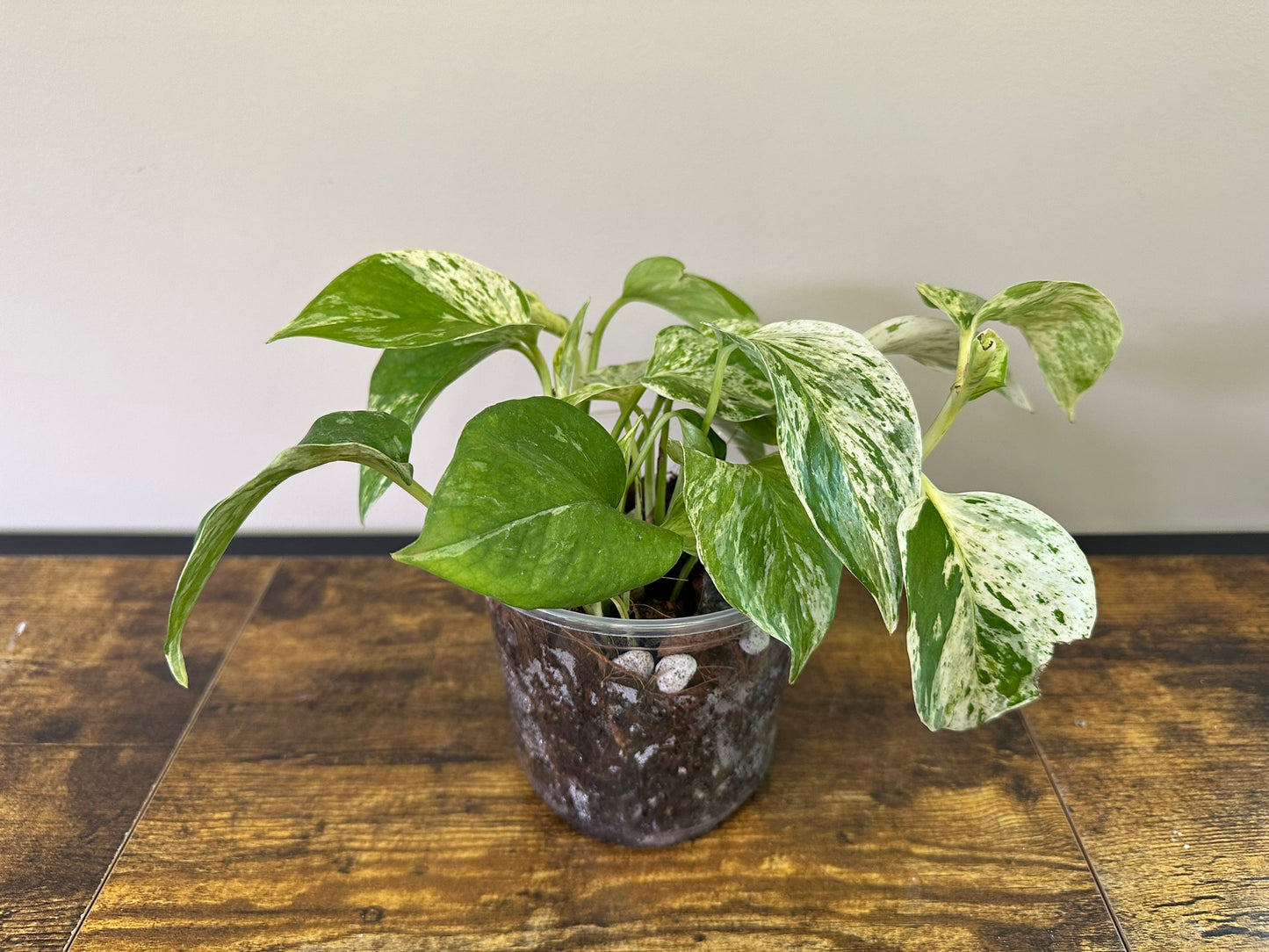 Marble Queen Pothos- 3 inch
