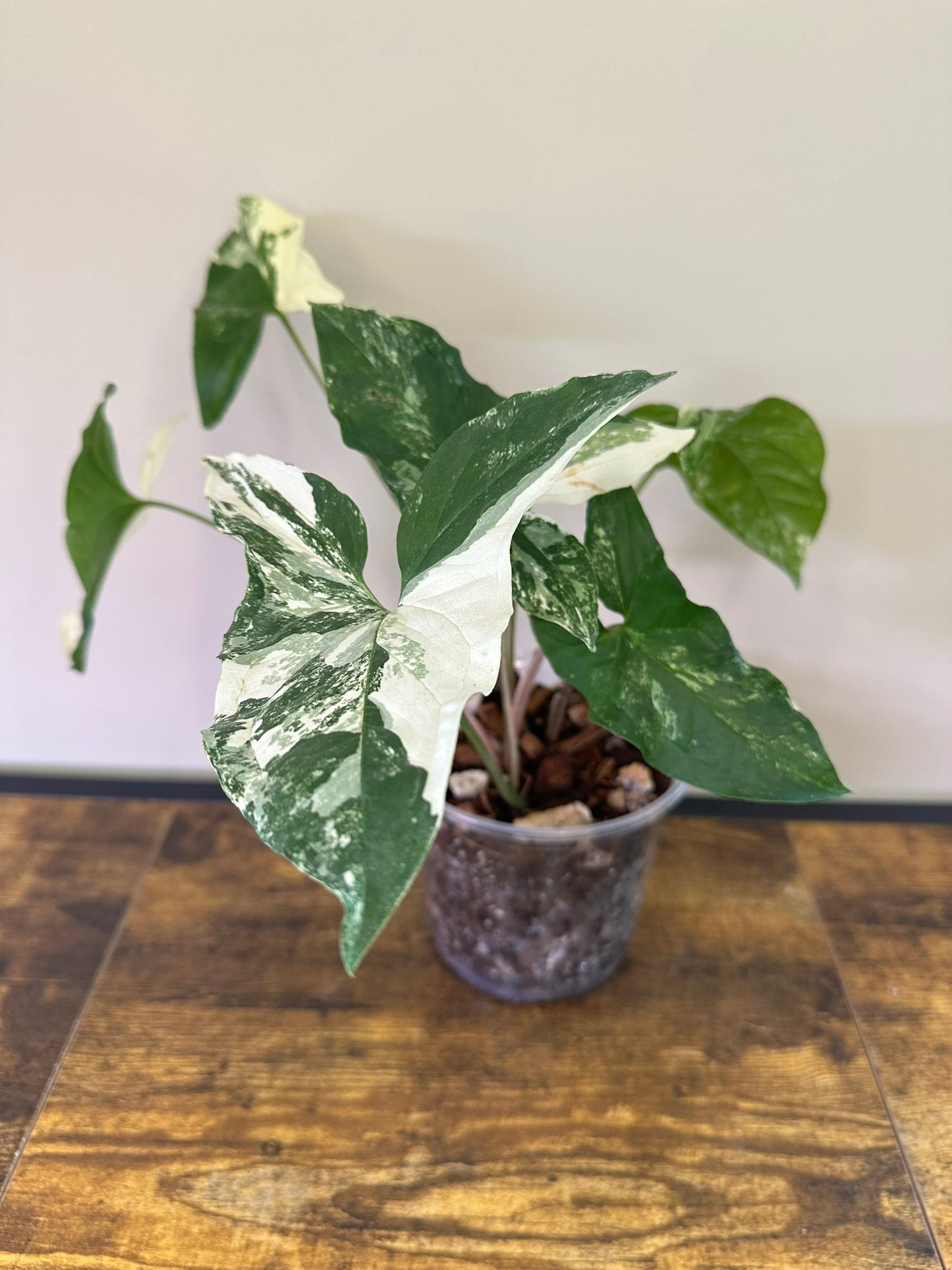Syngonium Variegata - 5 inch
