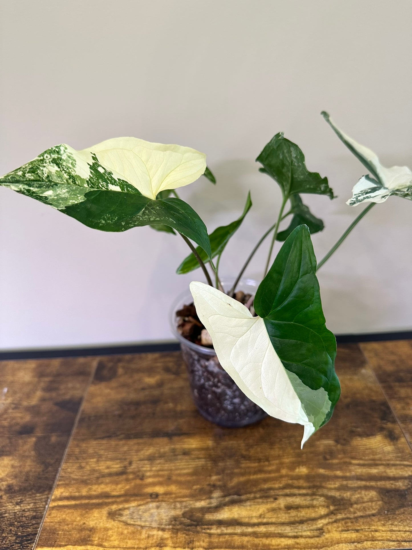 Syngonium Variegata - 5 inch