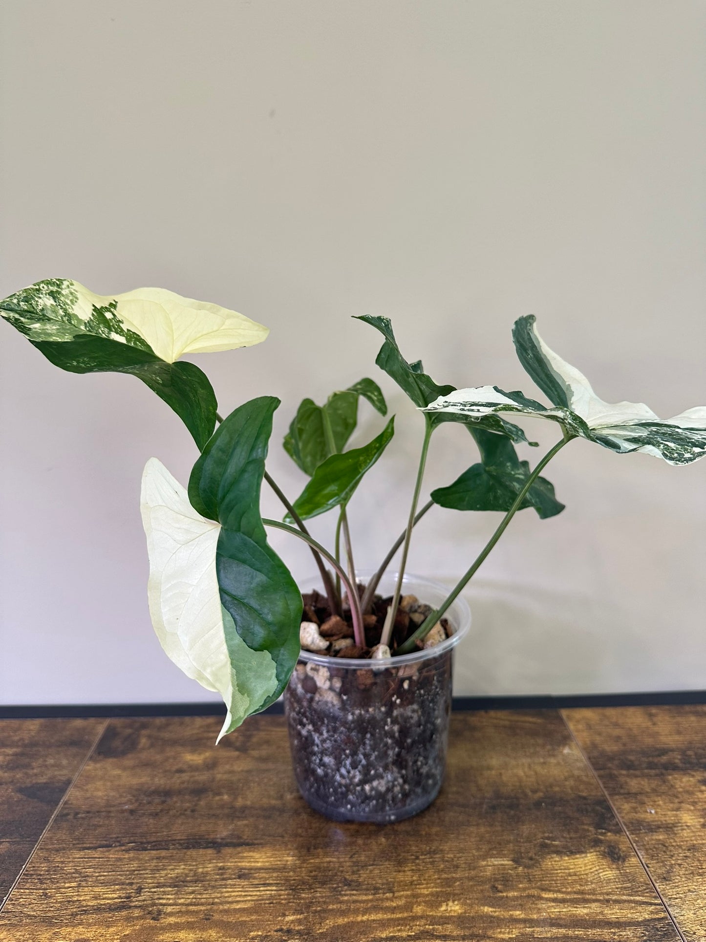 Syngonium Variegata - 5 inch