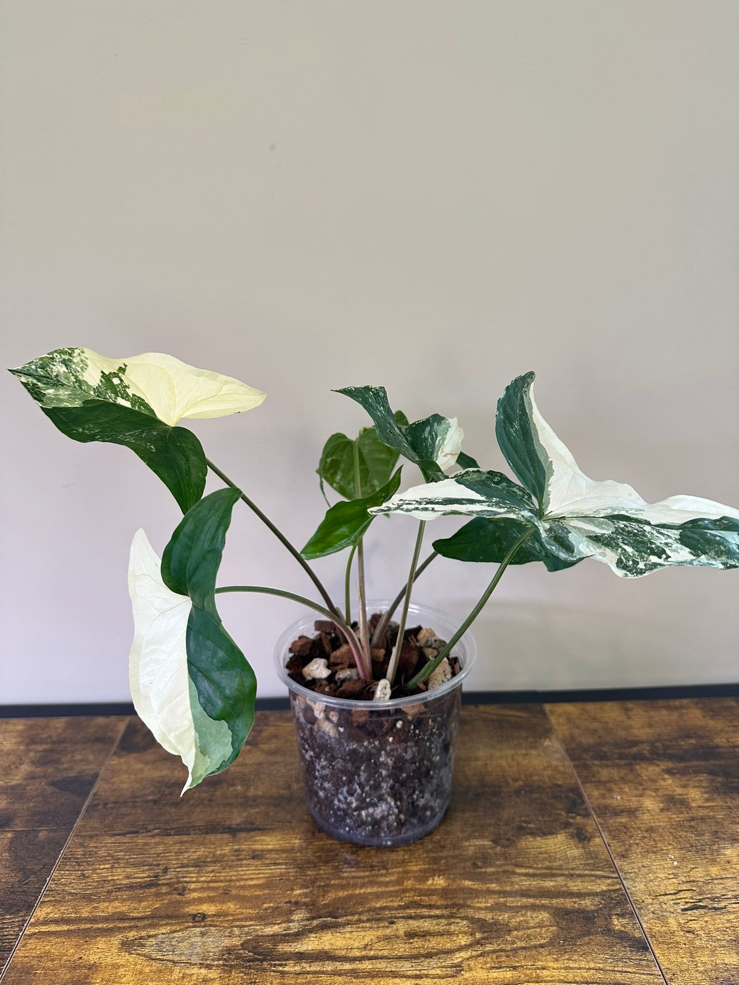Syngonium Variegata - 5 inch