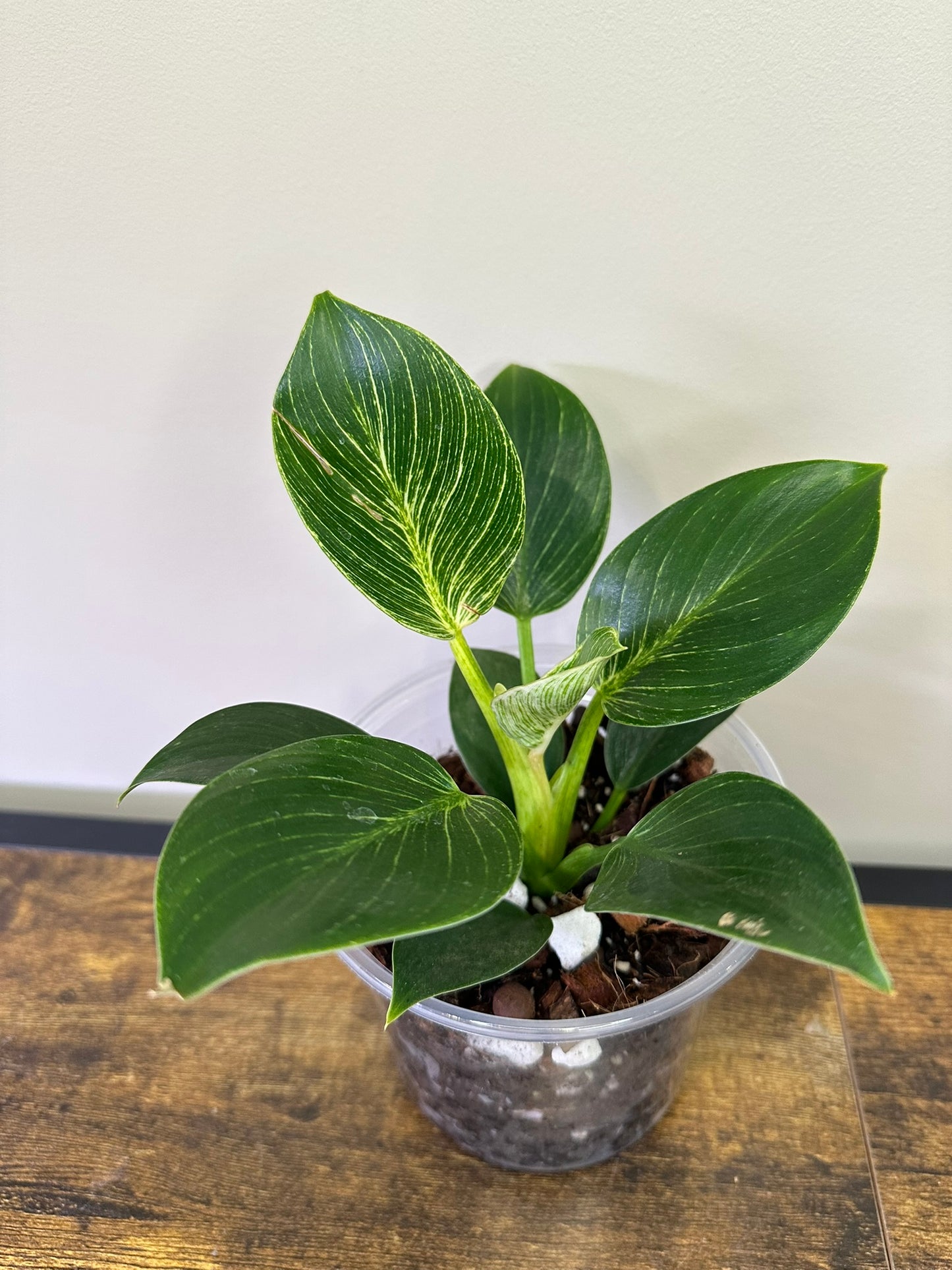 Philodendron Birkin - Multiple Sizes