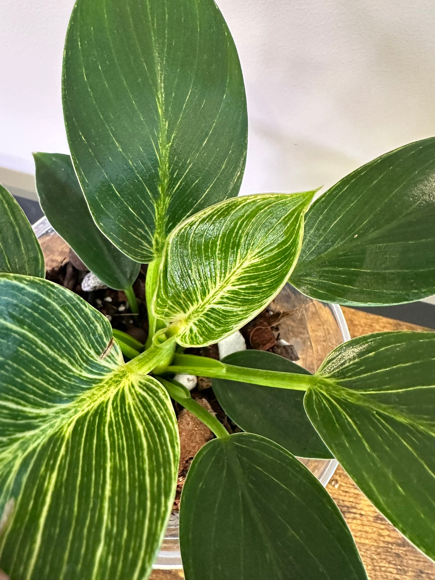 Philodendron Birkin - Multiple Sizes