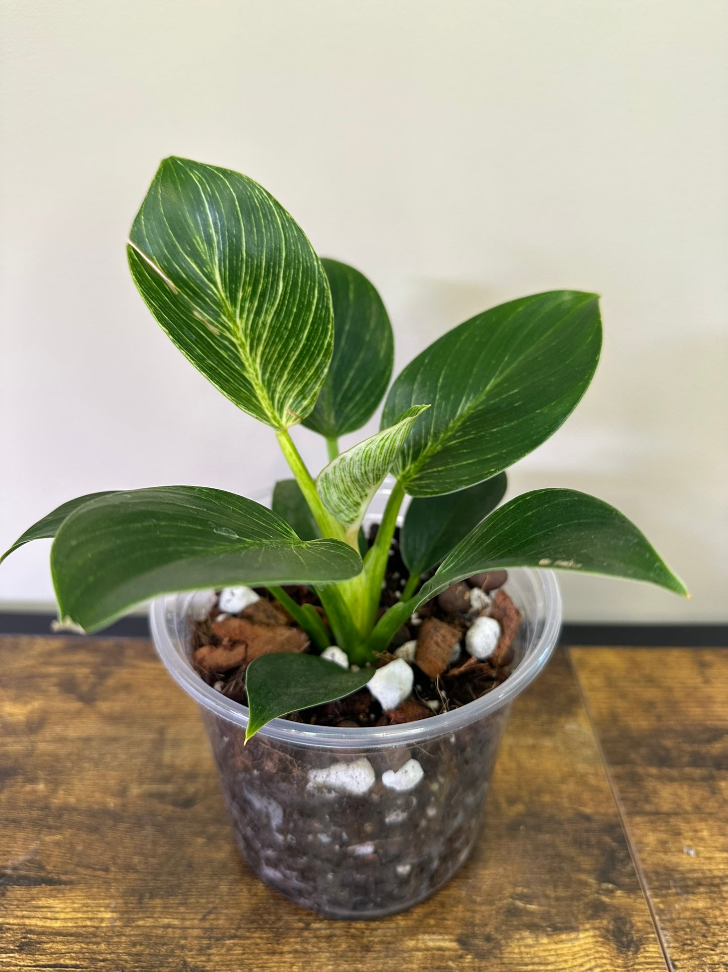 Philodendron Birkin - Multiple Sizes