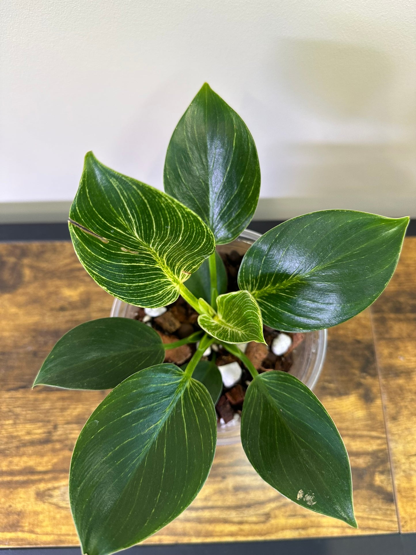 Philodendron Birkin - Multiple Sizes