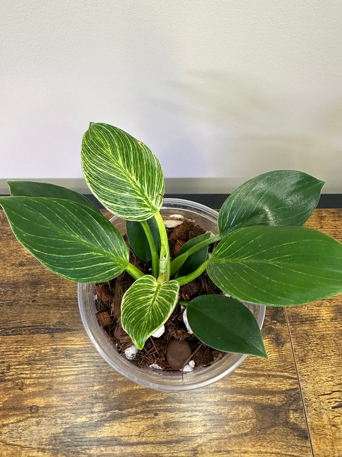 Philodendron Birkin - Multiple Sizes