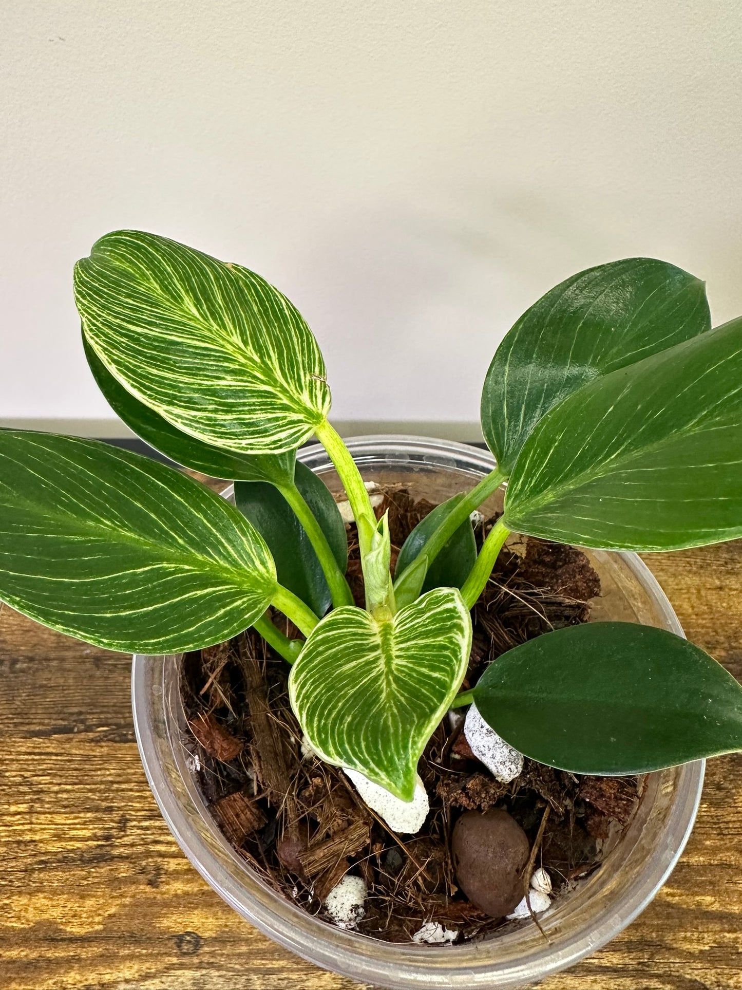 Philodendron Birkin - Multiple Sizes