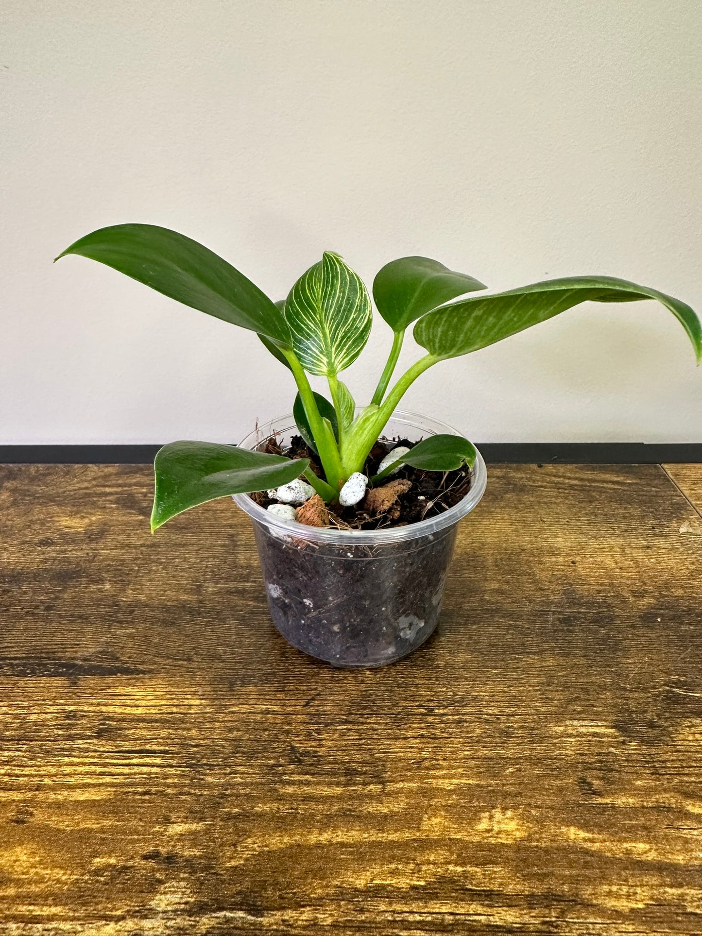 Philodendron Birkin - Multiple Sizes