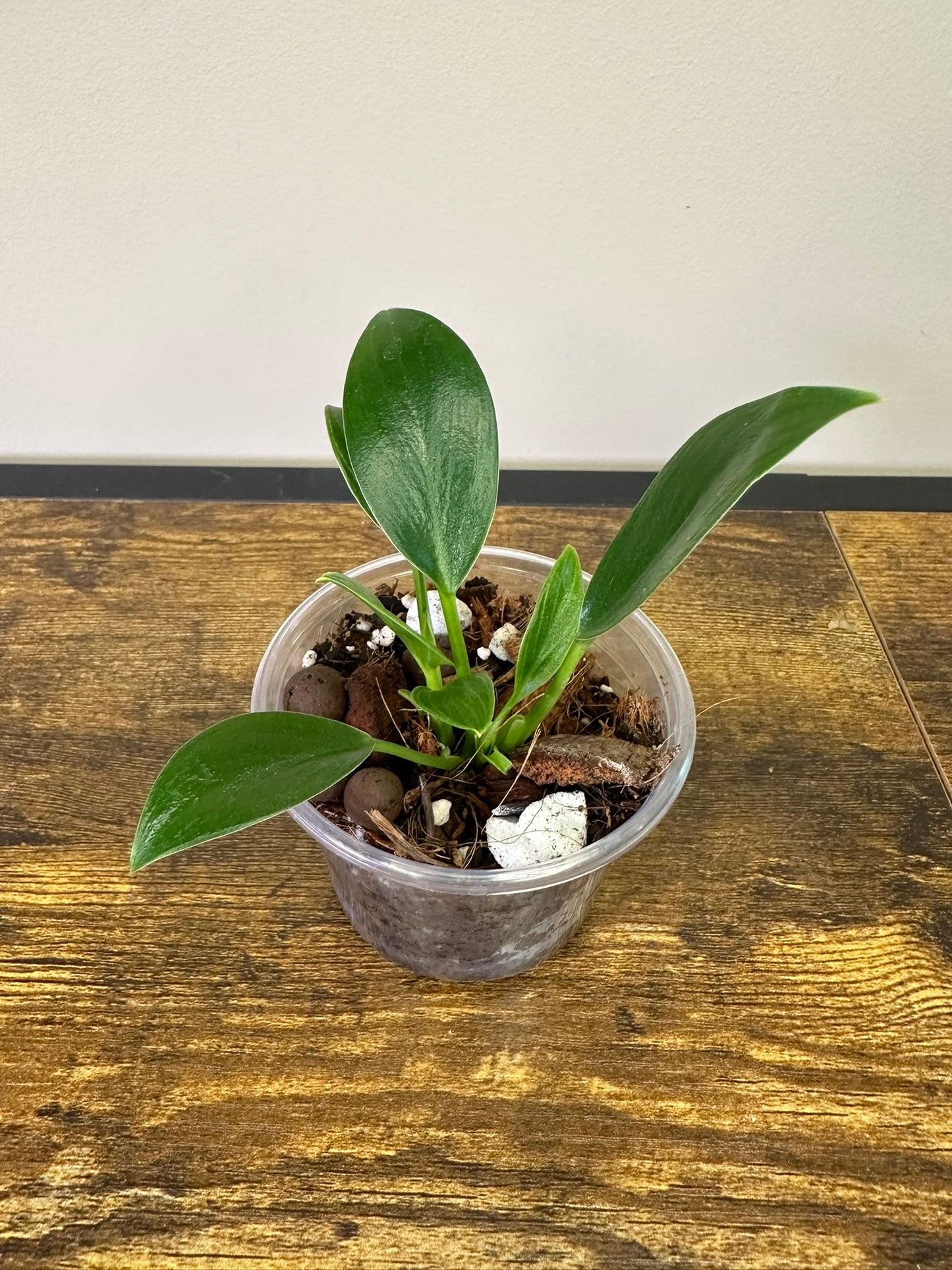Philodendron Birkin - Multiple Sizes
