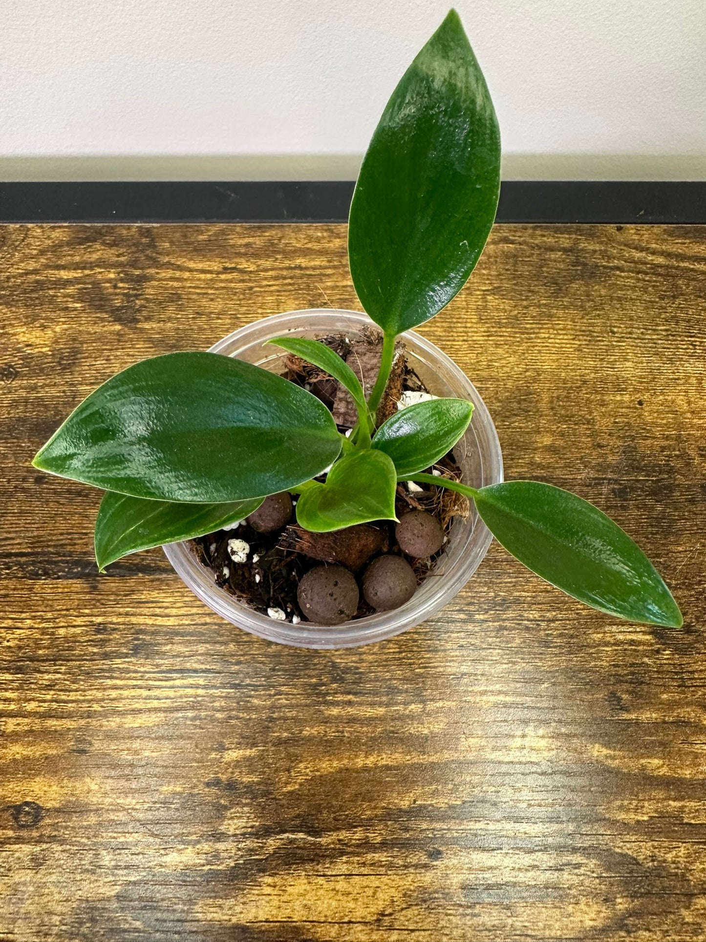 Philodendron Birkin - Multiple Sizes