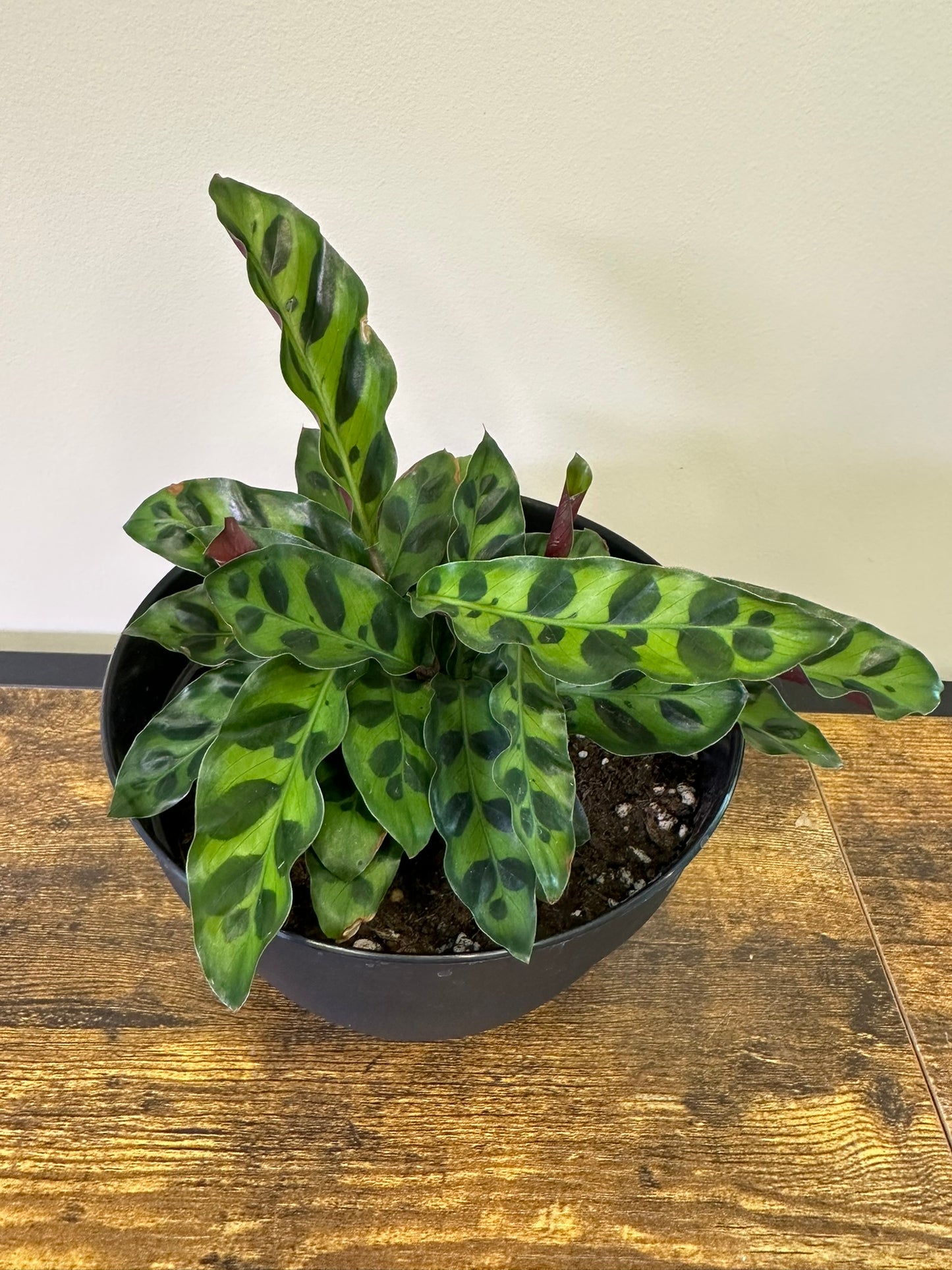 Calathea Rattlesnake - 4.5 inch