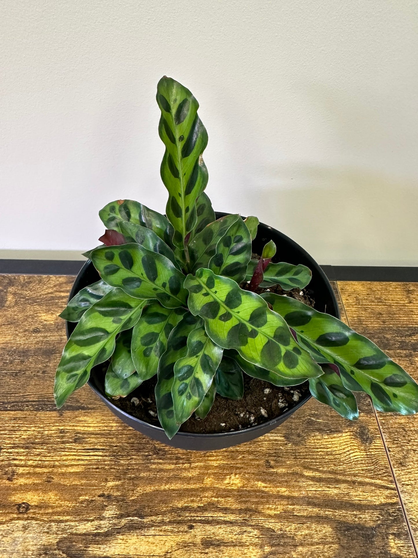 Calathea Rattlesnake - 4.5 inch