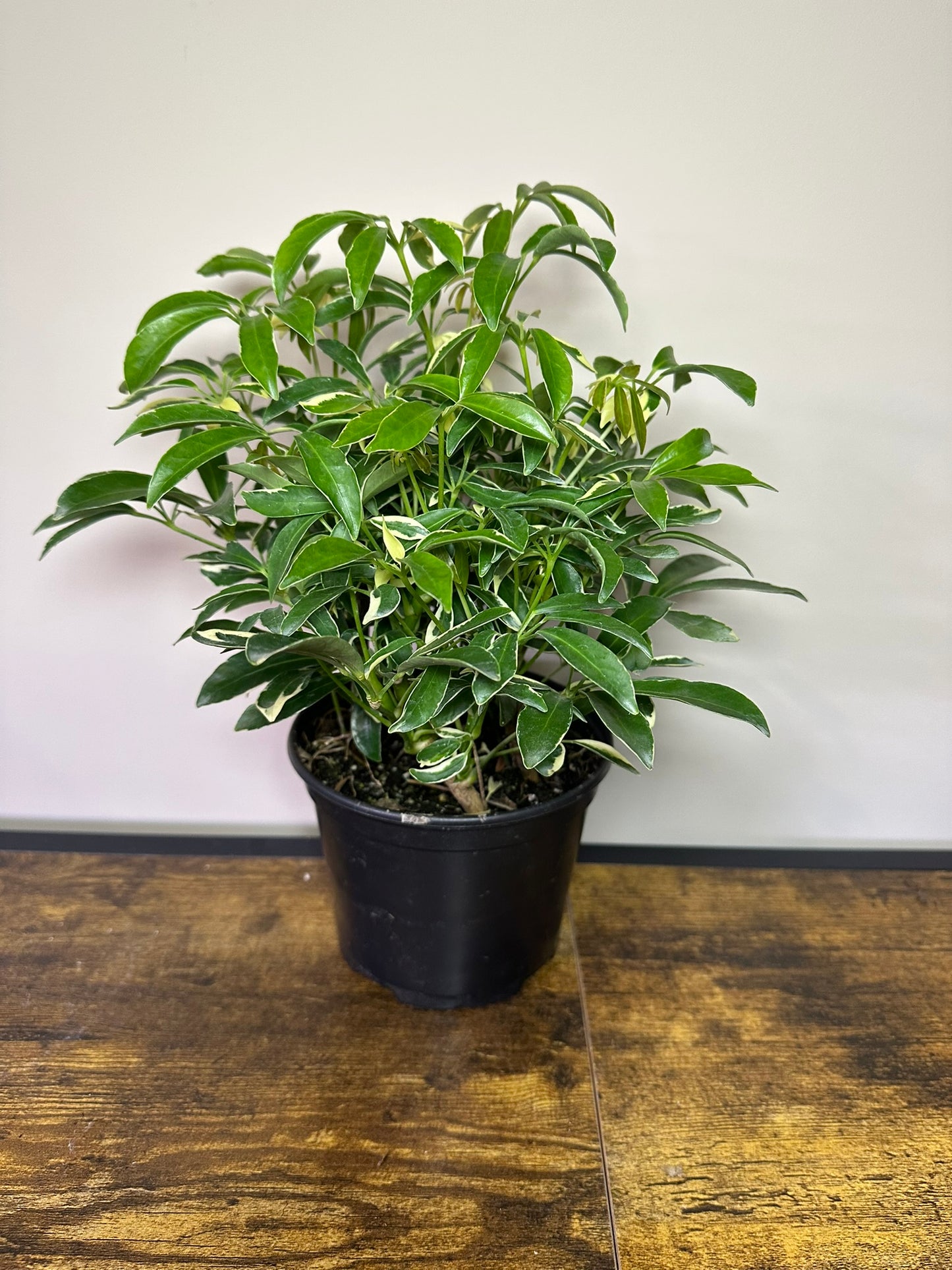 Umbrella Tree -Schefflera Arboricola Variegated - 6 inch pot