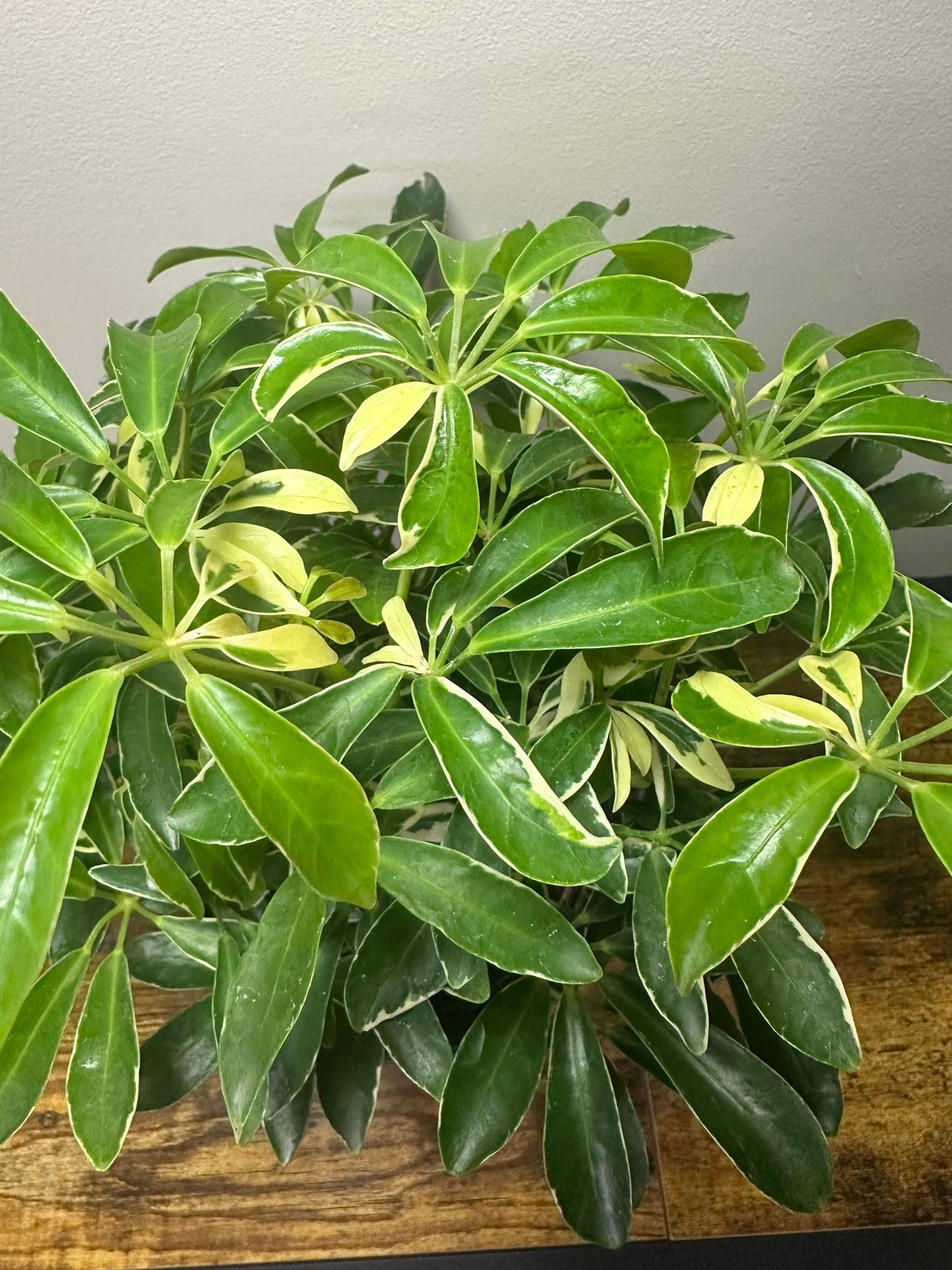 Umbrella Tree -Schefflera Arboricola Variegated - 6 inch pot