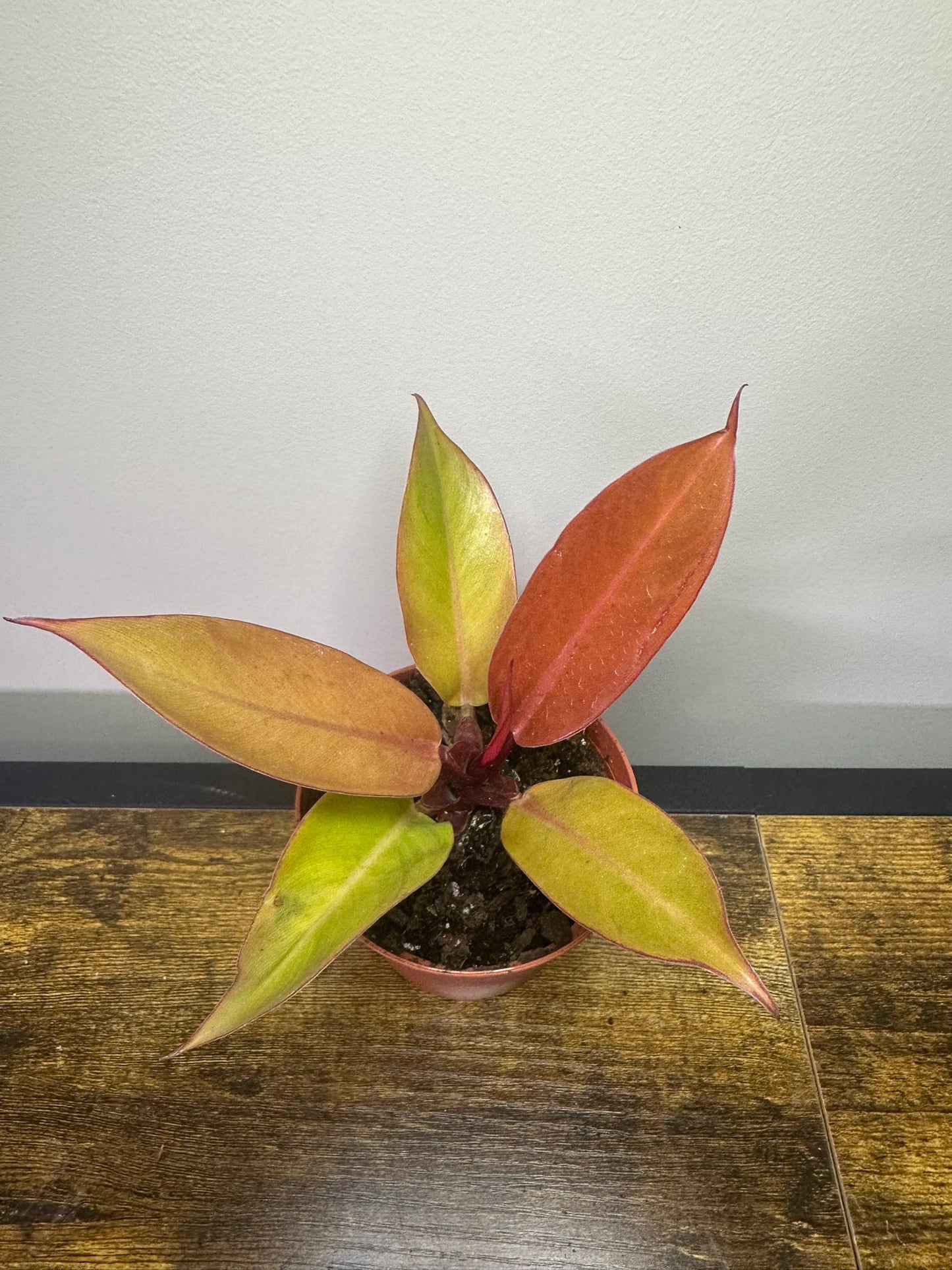 Prince of Orange Philodendron - 4.5 inch