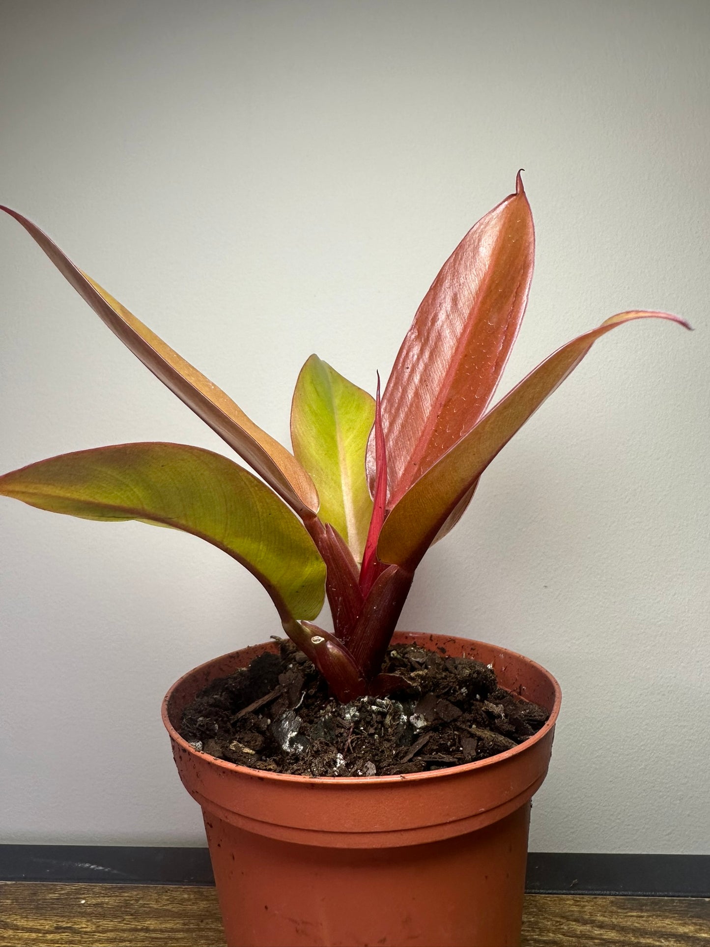 Prince of Orange Philodendron - 4.5 inch