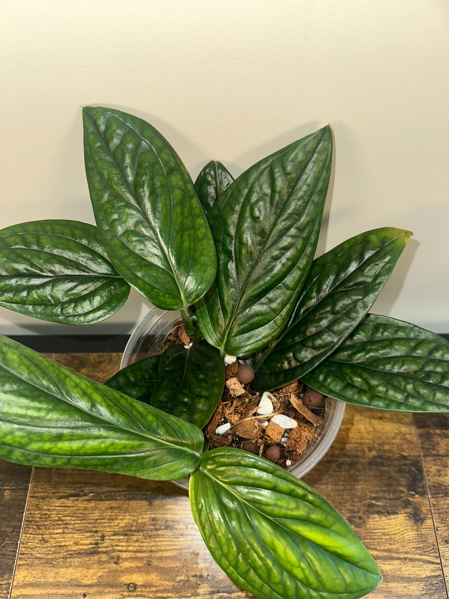 Monstera Peru - 4 inch