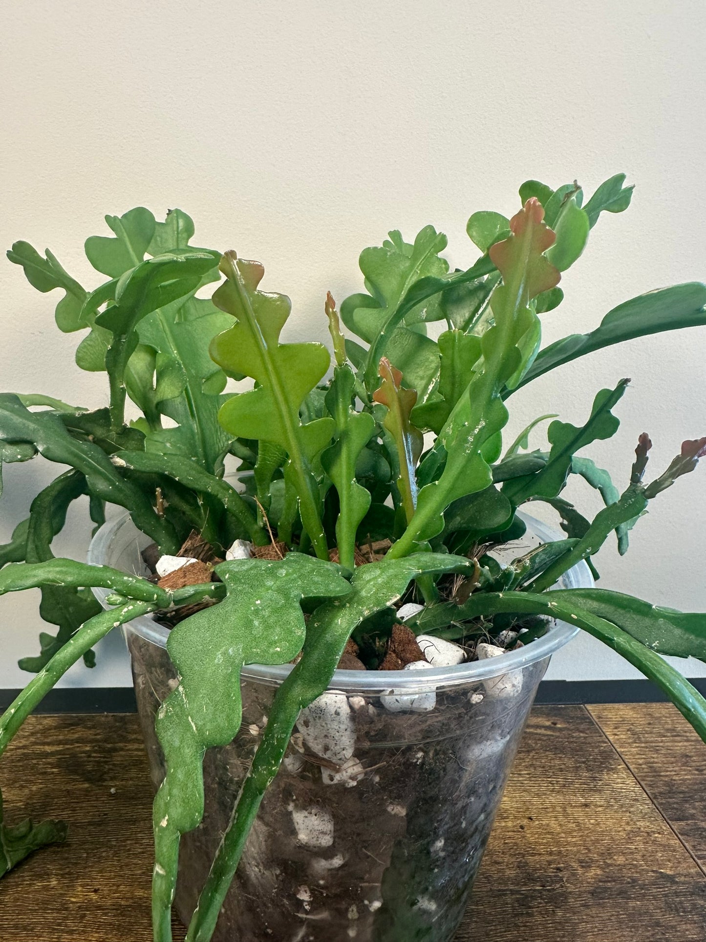 Epiphyllum Fishbone Cactus - 6 inch