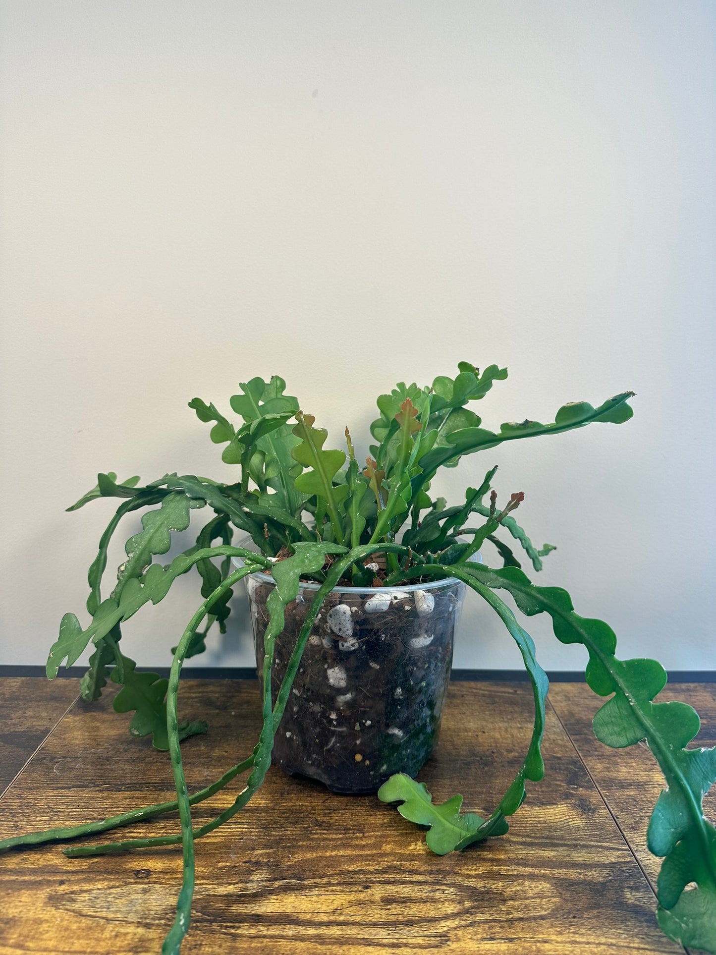 Epiphyllum Fishbone Cactus - 6 inch