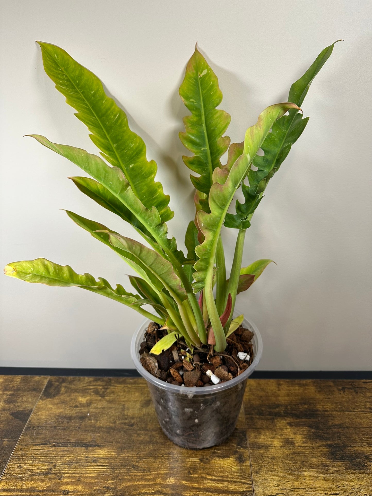 Ring of Fire Philodendron