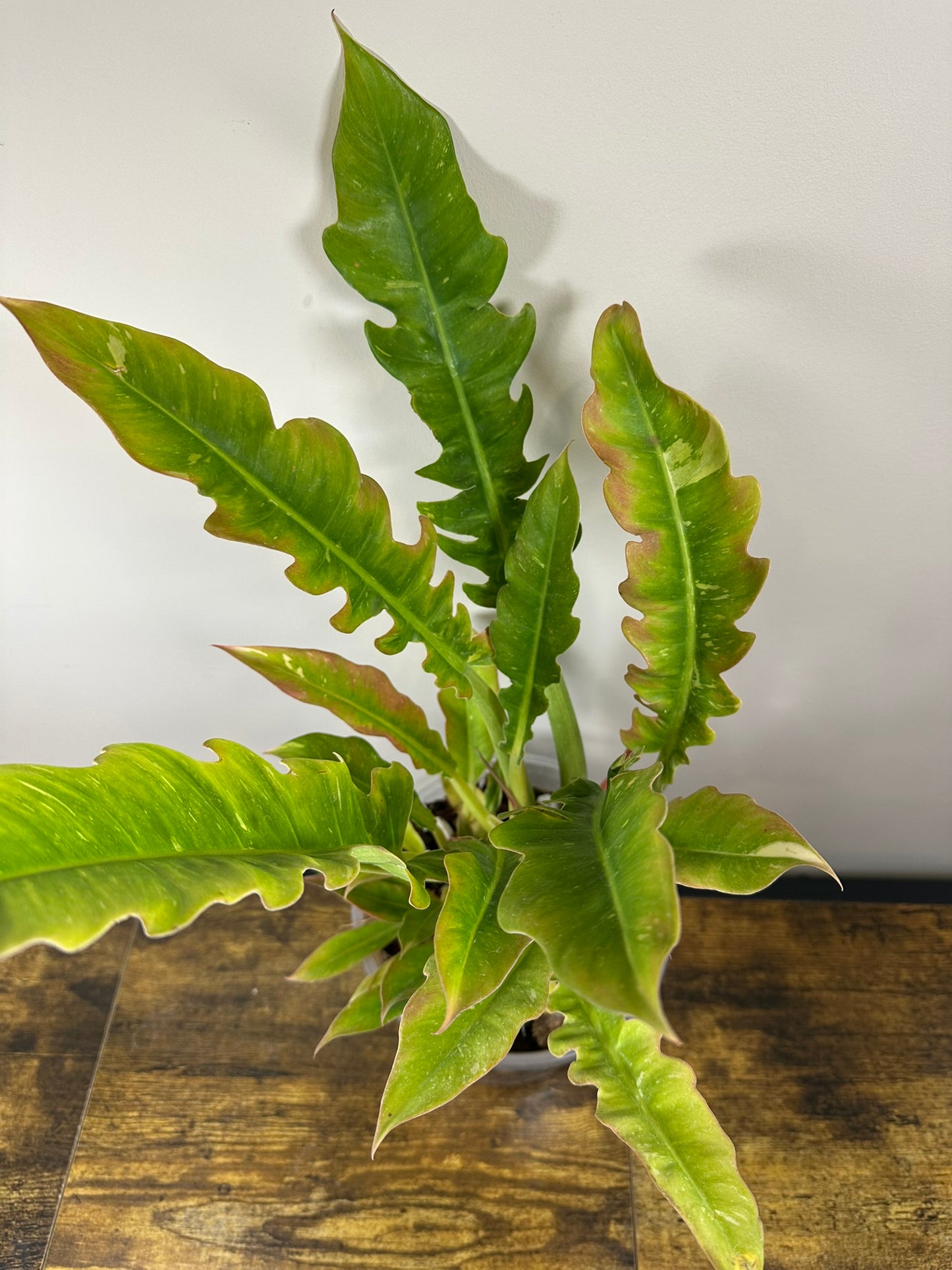 Ring of Fire Philodendron