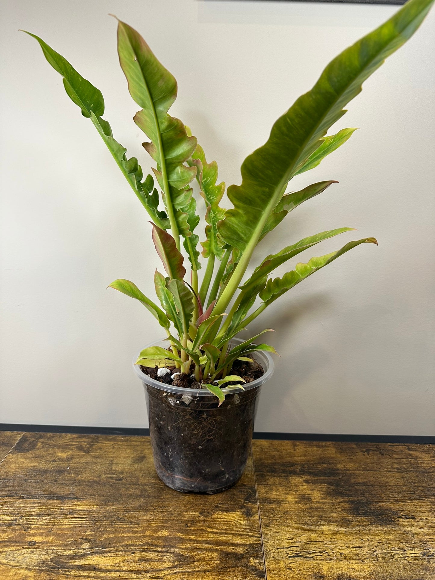 Ring of Fire Philodendron