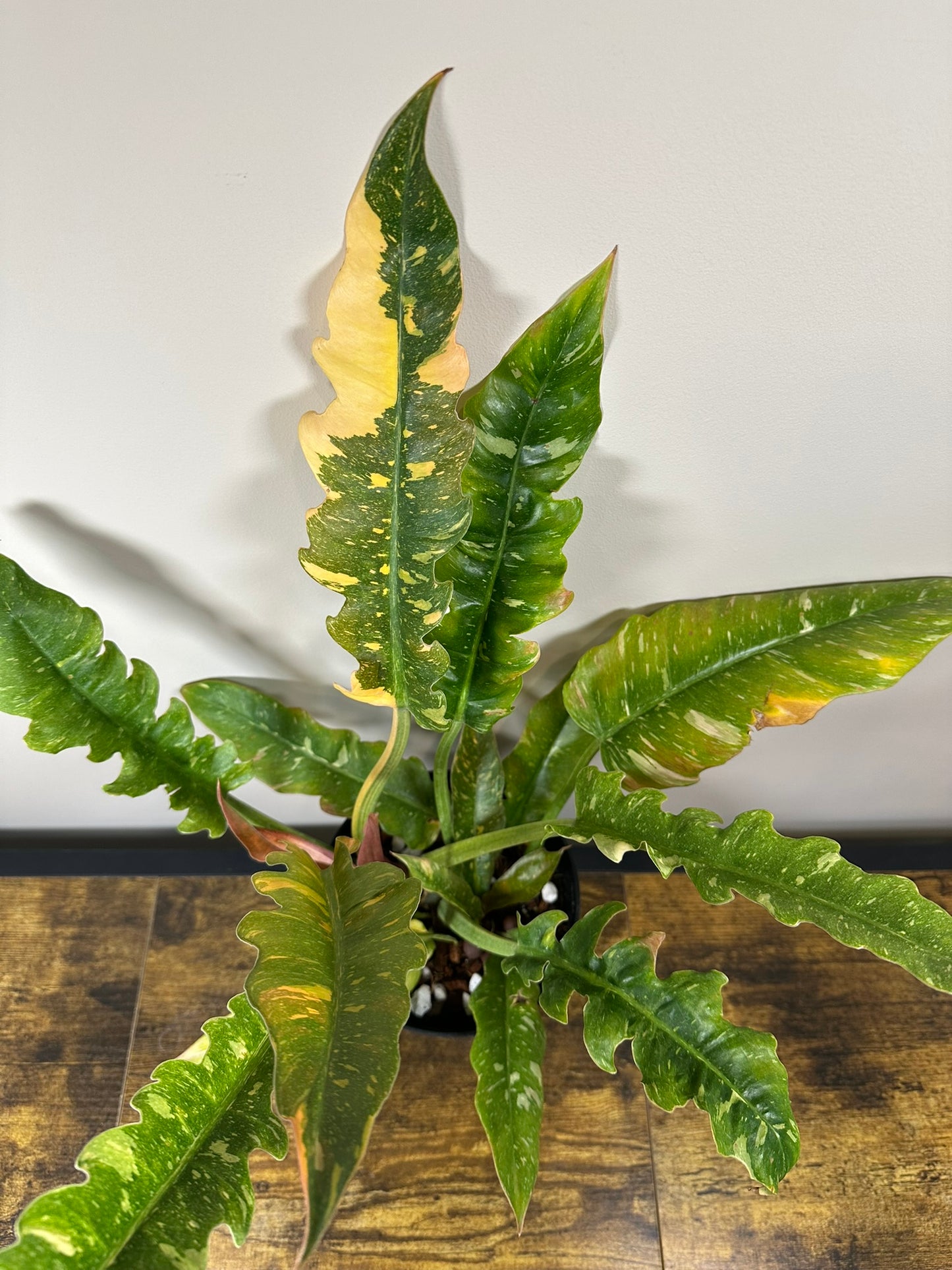 Ring of Fire Philodendron