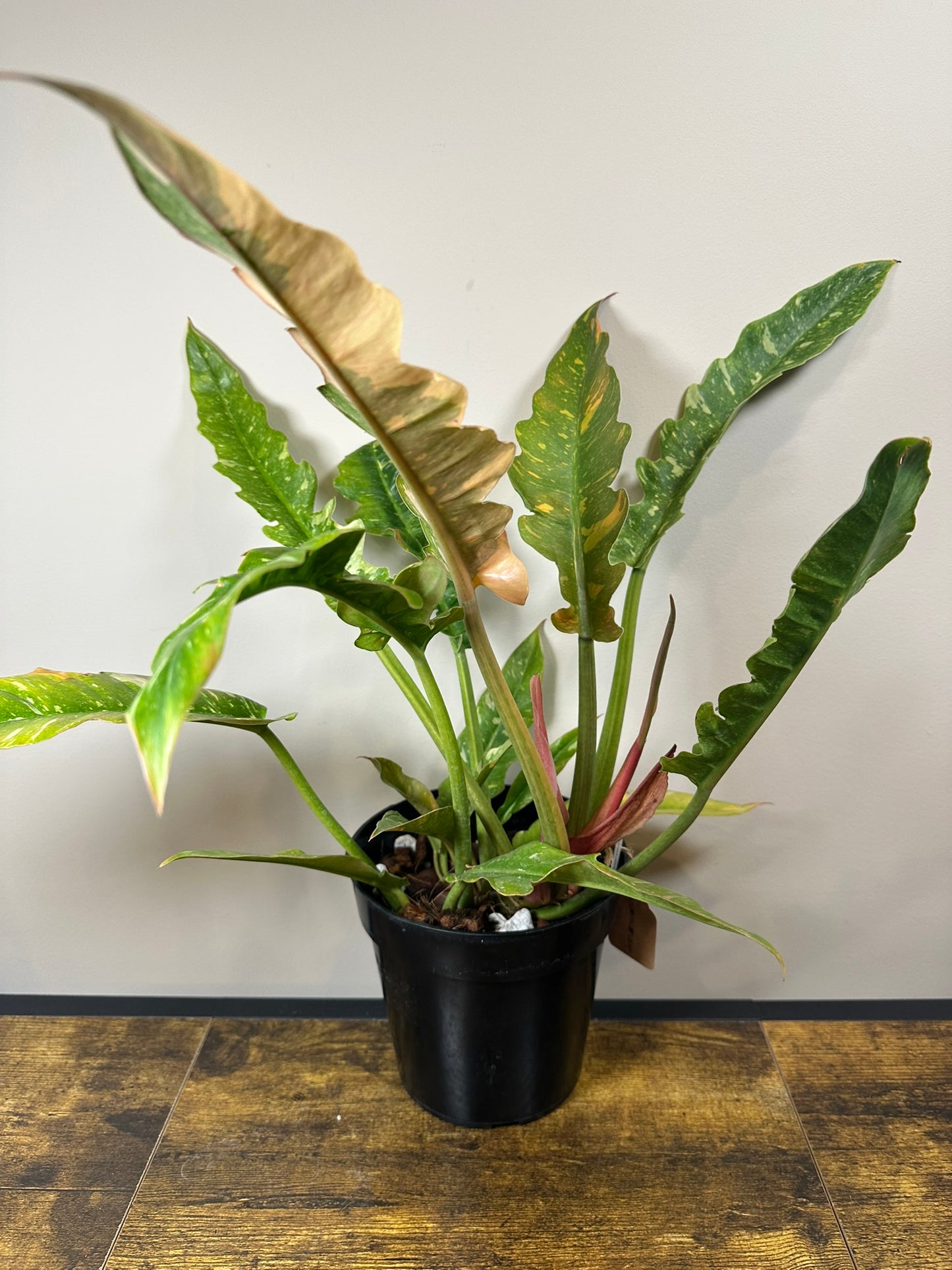 Ring of Fire Philodendron