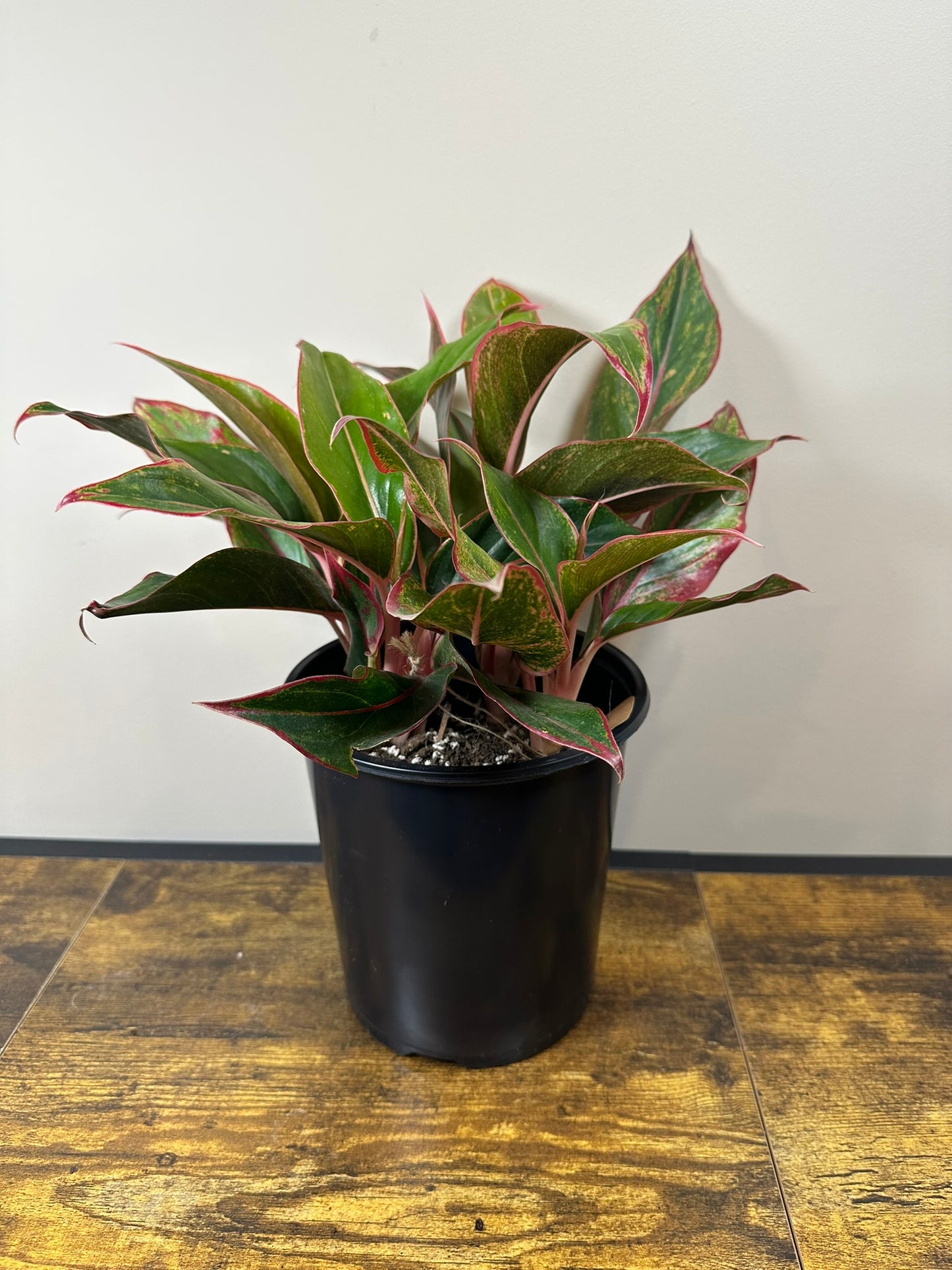 Red Siam Aglaonema - 6 inch