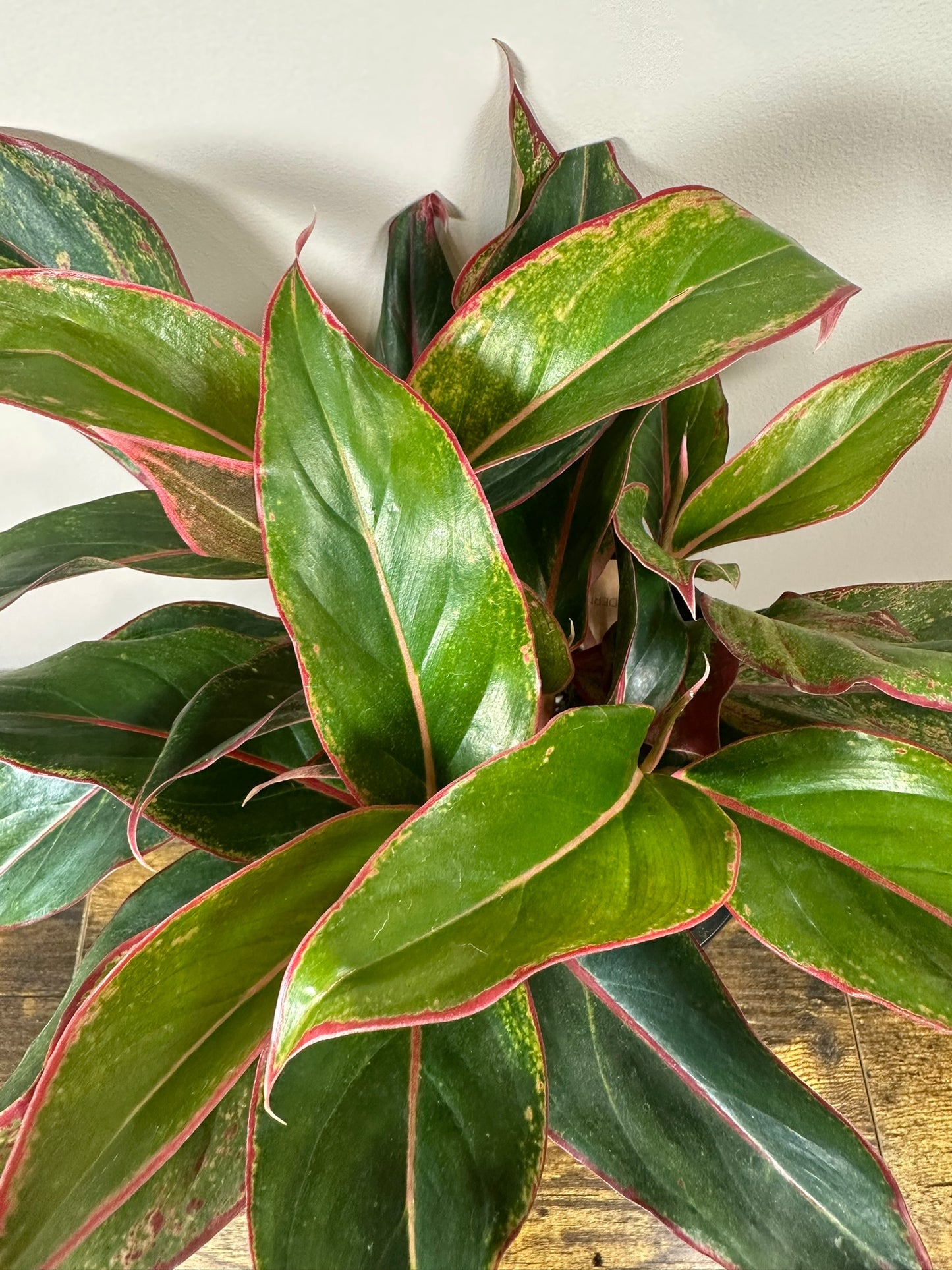 Red Siam Aglaonema - 6 inch
