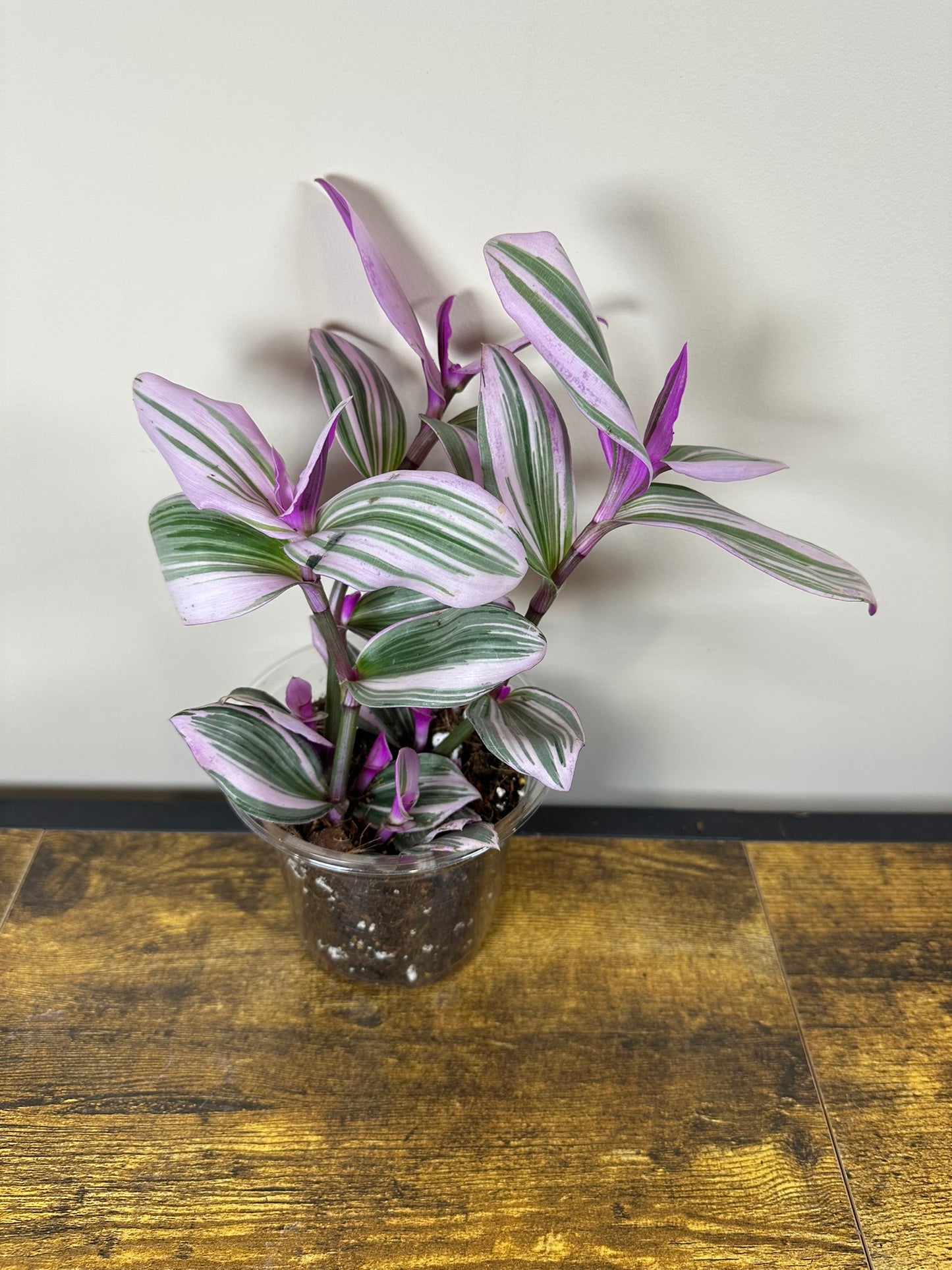 Tradescantia Nanouk - 6 inch