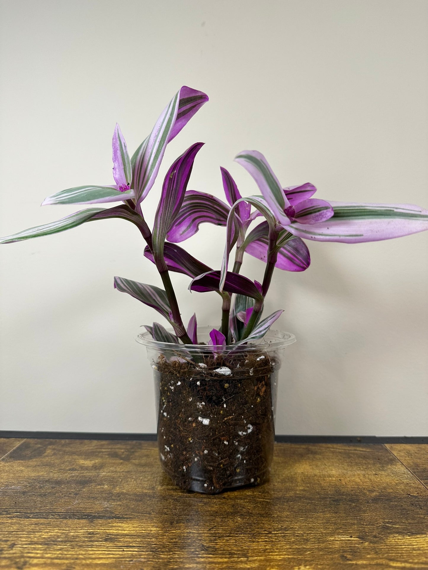 Tradescantia Nanouk - 6 inch