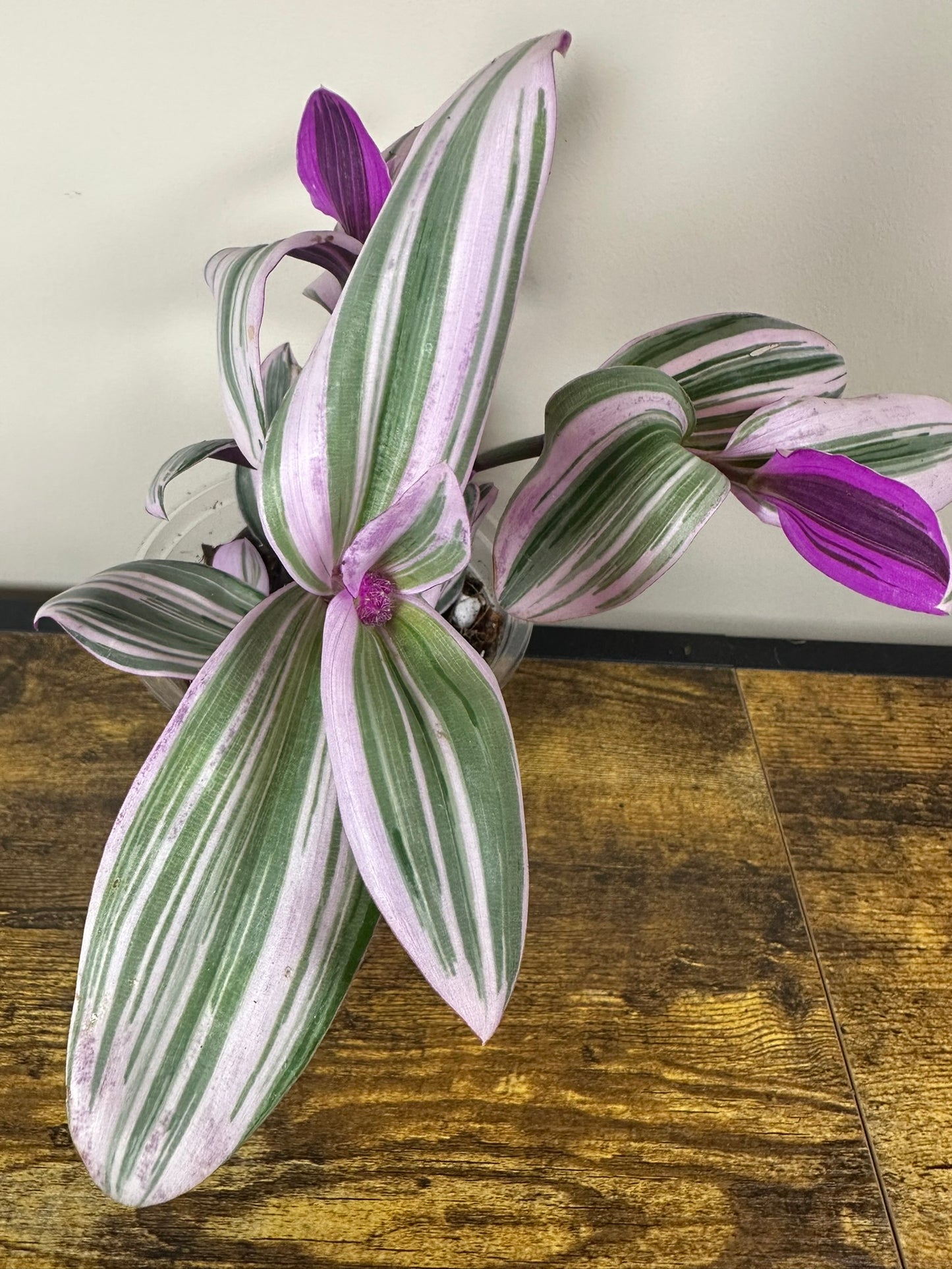 Tradescantia Nanouk - 6 inch