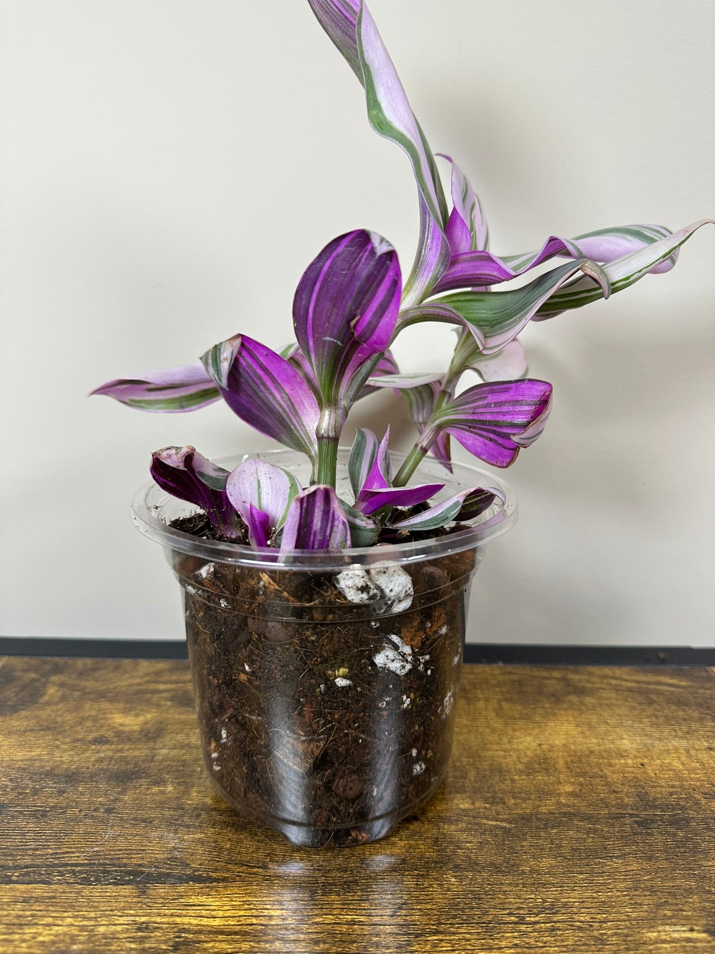Tradescantia Nanouk - 6 inch